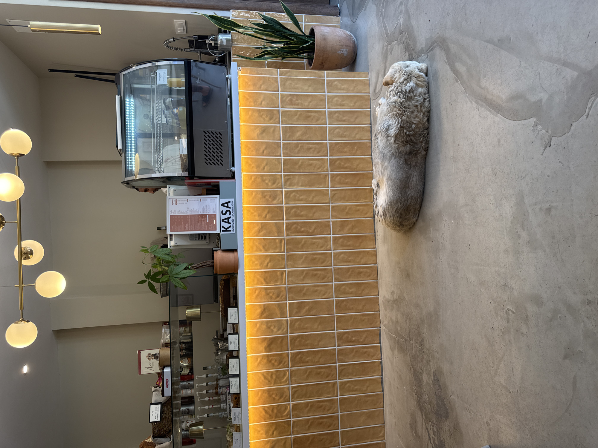 A dog is sleeping on a concrete floor next to a counter in what appears to be a cafe. The counter is covered in tan, rectangular tiles. Behind the counter, there is a display case filled with drinks and other items. A snake plant in a pot sits on top of the display case. A modern light fixture with multiple spherical bulbs hangs from the ceiling. The scene is lit by artificial light and possibly natural light coming from an unseen source. The overall mood is relaxed and quiet. No specific time of day or weather conditions are evident.
Visible text includes "KASA" on a sign near the display case.
