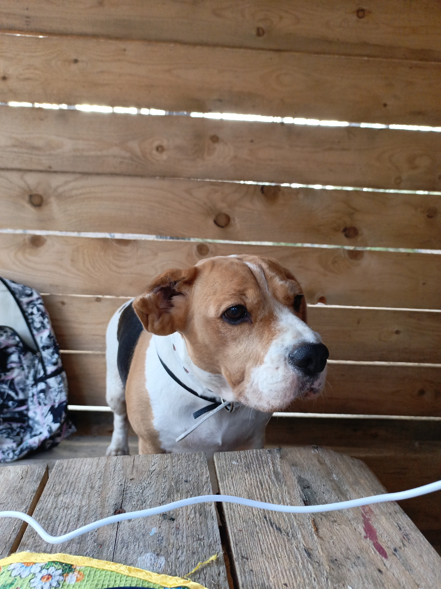 The image shows a dog with brown and white fur, wearing a black collar, standing behind a wooden table inside what appears to be a wooden structure. A backpack with a floral pattern is to the left of the dog. A white wire is lying on the table in the foreground. The location is Markovskii, Russia, based on the metadata.