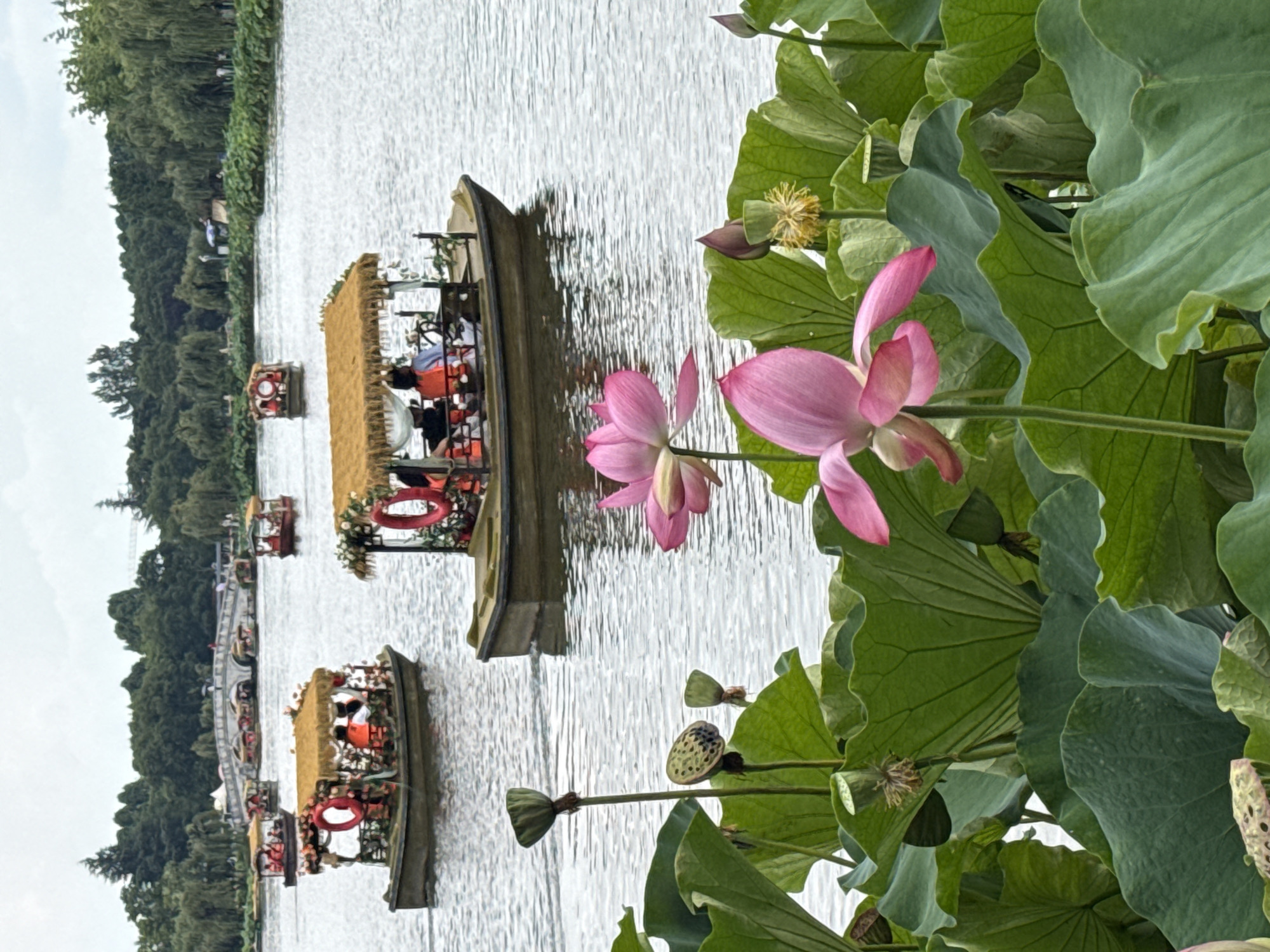 In Xishan District, China, a serene lake is dotted with several small boats, each adorned with festive decorations and carrying passengers. In the foreground, lush green lily pads and vibrant pink lotus flowers dominate the scene, with some lotus pods visible. The boats, some with thatched roofs and others open, navigate the tranquil water. Onboard, passengers are visible, many wearing life jackets, enjoying the scenic surroundings. In the background, a stone bridge arches gracefully over the water, with a backdrop of dense green trees and a cloudy sky. The overall atmosphere is peaceful and picturesque, suggesting a popular tourist destination.