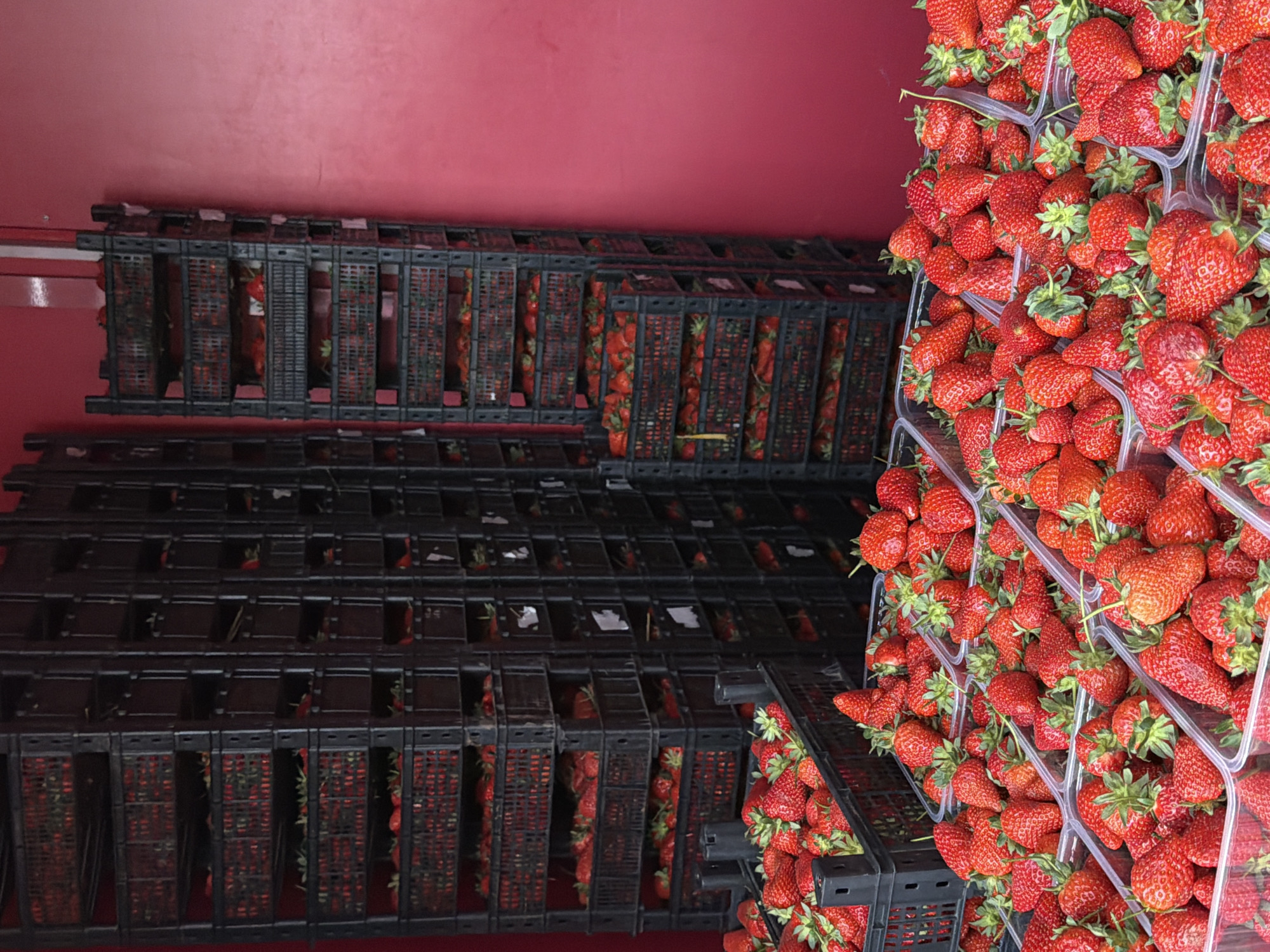 The image shows rows of black plastic crates filled with strawberries. Some crates are stacked on shelves, while others are loosely piled up. The strawberries are bright red and appear fresh. The background is a solid red wall. There is no indication of the location in the city of Khimki, Russia, or any people present. The image depicts the storage or transportation of harvested strawberries.