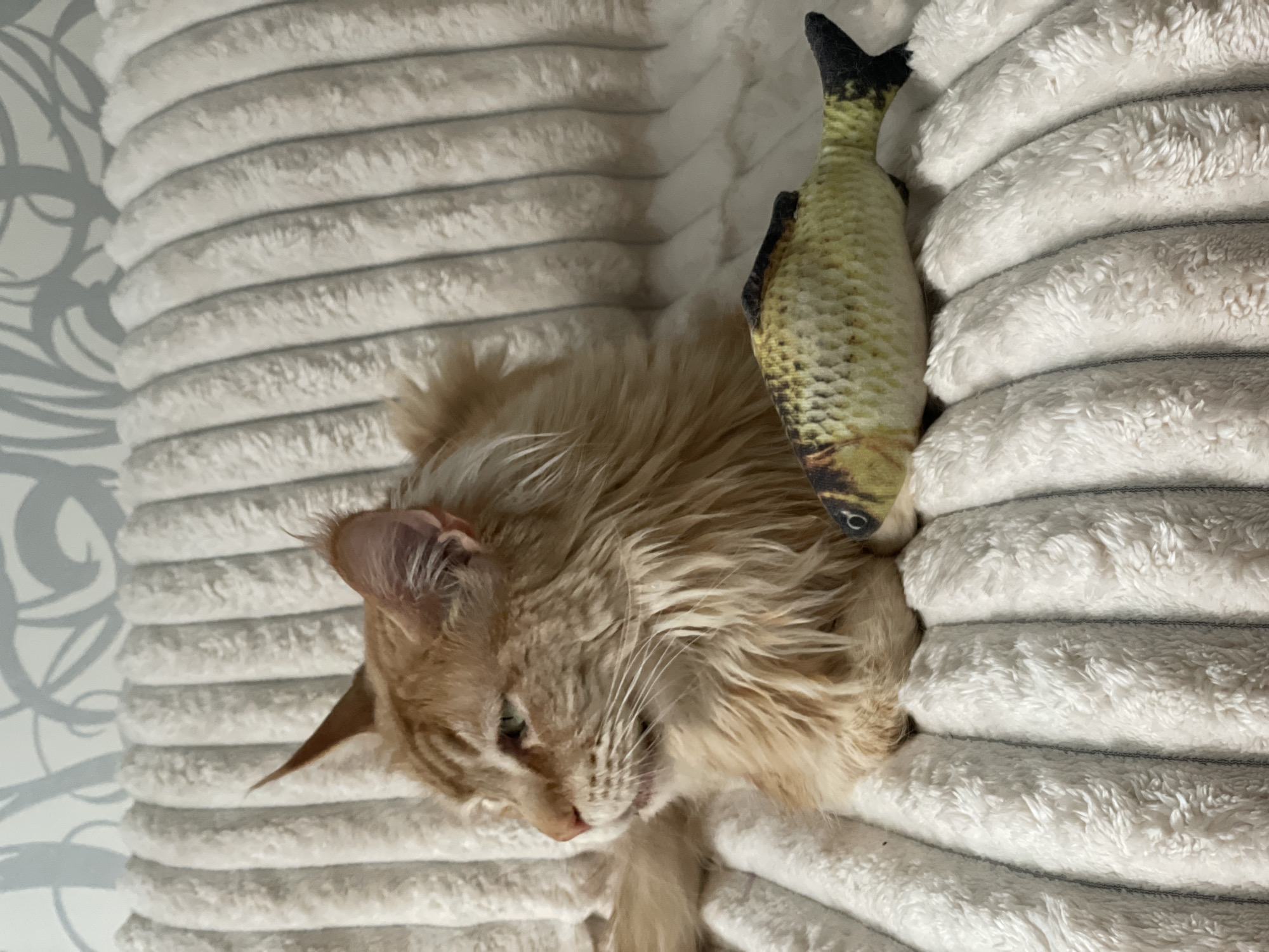 An orange tabby cat is lying on a white, plush, ribbed blanket. Next to the cat, on the blanket, is a stuffed toy fish. The background shows a wall with a decorative pattern. The scene is indoors, likely in a residential setting in Rozsoshentsi, Ukraine.