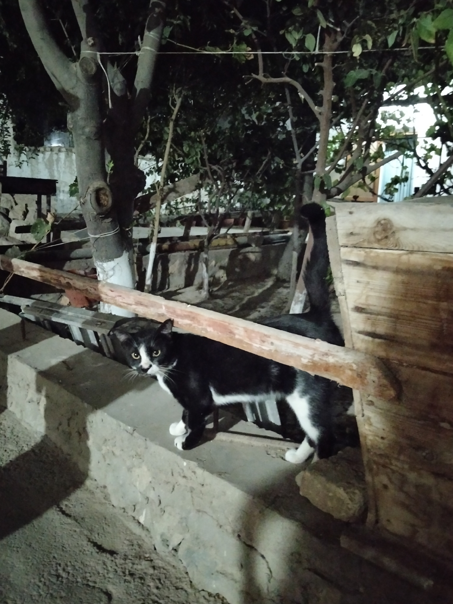 A black and white cat with yellow eyes is standing on a concrete ledge in an outdoor, dimly lit environment. The cat is looking towards the camera. Behind the cat, there are trees with dark foliage and branches, as well as wooden structures and what appears to be a metal ladder. The ground is rough and uneven. The scene is likely a backyard or alleyway in Kogon City, Uzbekistan, given the overall aesthetic.
