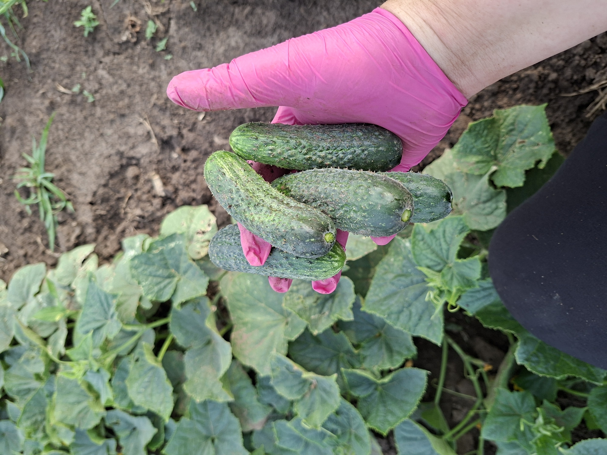 A pair of hands wearing pink gloves is holding a cluster of freshly harvested cucumbers over a patch of cucumber plants. The cucumbers are green and bumpy, with some dirt still clinging to their skin. The cucumber plants have large, green leaves and are growing in dark soil. The scene appears to be outdoors, likely in a garden or farm, under natural light. The image is a close-up shot, focusing on the hands, cucumbers, and plants. There is no visible text in the image.