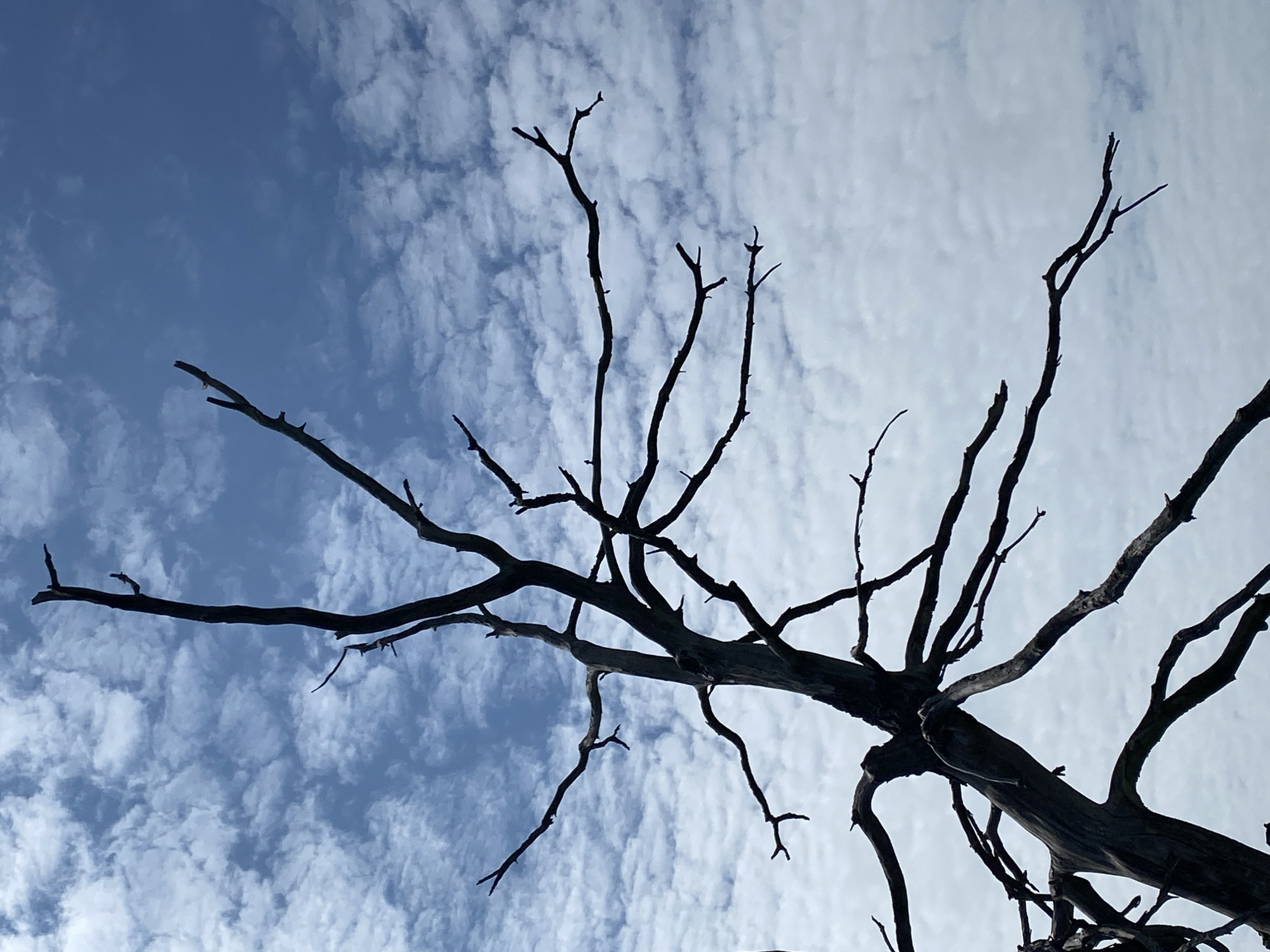 The image depicts a silhouetted dead tree against a blue sky with scattered white clouds. The tree's branches are bare and gnarled, extending outwards in various directions. The focus is on the stark contrast between the dark, skeletal form of the tree and the bright, textured sky. There are no people or other objects visible in the frame. The scene is a close-up shot, capturing the intricate structure of the dead tree against the expansive sky. The location is identified as Bogoslovka, Russia.