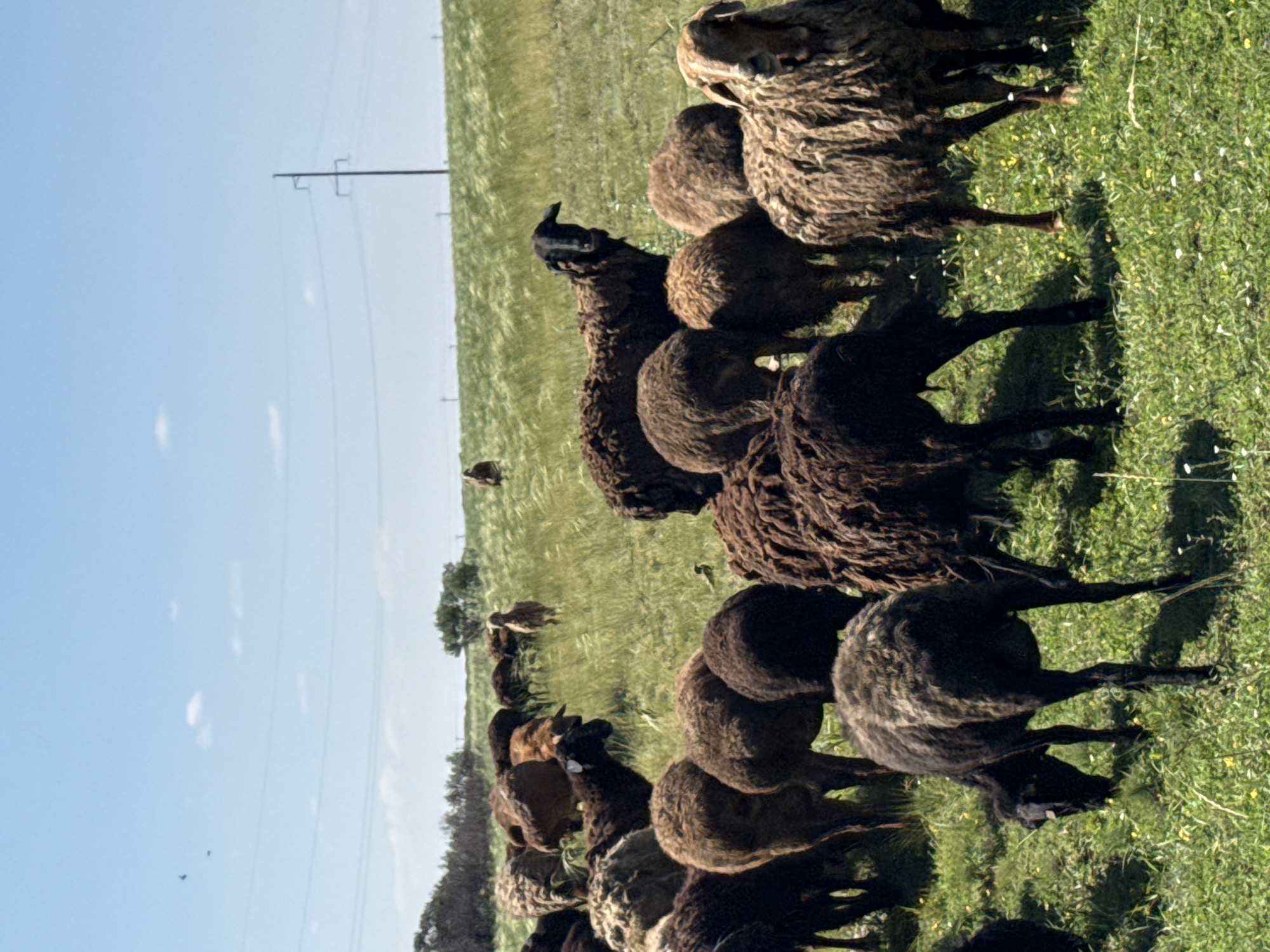 A flock of sheep grazes in a grassy field under a partly cloudy sky. The sheep are of various colors, primarily brown and black, with some lighter-colored individuals. The field is characterized by green grass and scattered small yellow and white flowers. In the background, there are some trees and vegetation, and a power line with a pole is visible. The ground appears slightly uneven. The image appears to be taken on a bright, sunny day. This scene is located in Bursol', Russia.
