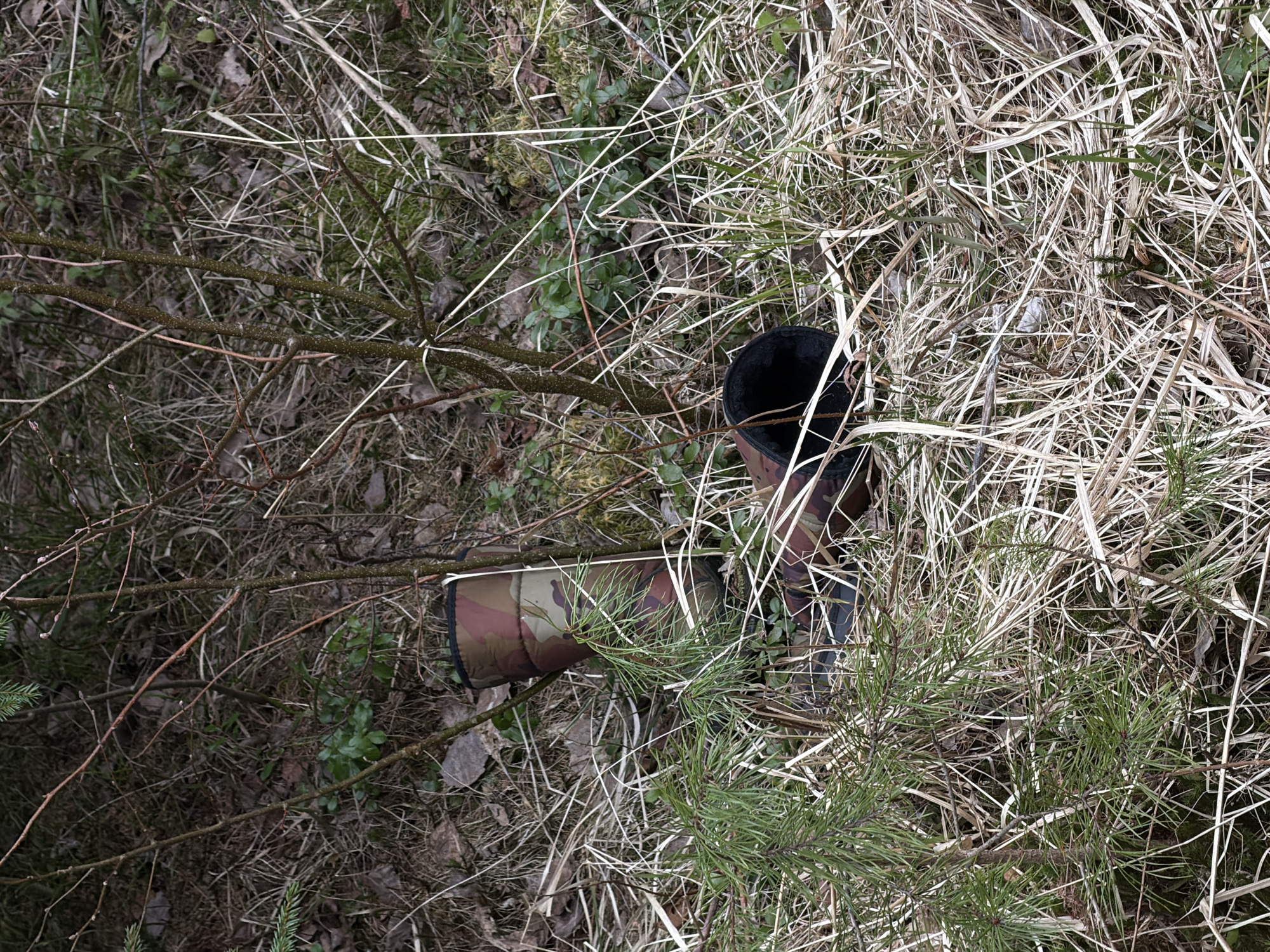 The image depicts a camouflage-covered object, possibly a firearm, partially concealed in a forest floor environment. The area is characterized by dry grass, fallen branches, and evergreen saplings. The object has a black cylindrical component protruding from the camouflage cover, suggesting a muzzle or scope. The specific location is not discernible from the image.