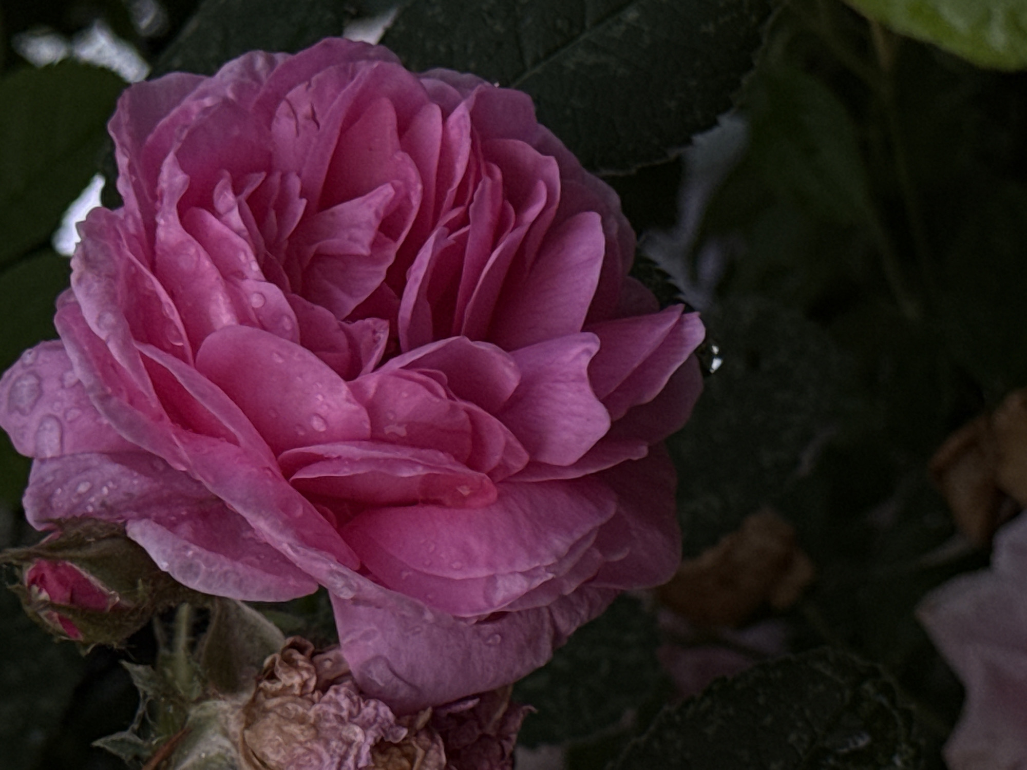 A close-up, low-angle shot captures a partially bloomed pink rose with water droplets on its petals. The rose is the dominant subject, positioned slightly to the left of the frame. Its petals are layered and ruffled, showcasing various shades of pink and subtle lighter hues. To the left of the main rose, a dried, brownish rose bud or spent bloom is visible, along with a smaller, unopened pink bud peeking out from behind the main flower. The background consists of dark green, out-of-focus leaves, suggesting an outdoor garden setting. The lighting is dim, with some highlights on the water droplets and the rose petals. The image does not contain any discernible elements that would allow for the identification of its specific location within the city of Ufa, Russia, or any other city. There are no people, actions, or interactions depicted in the scene.