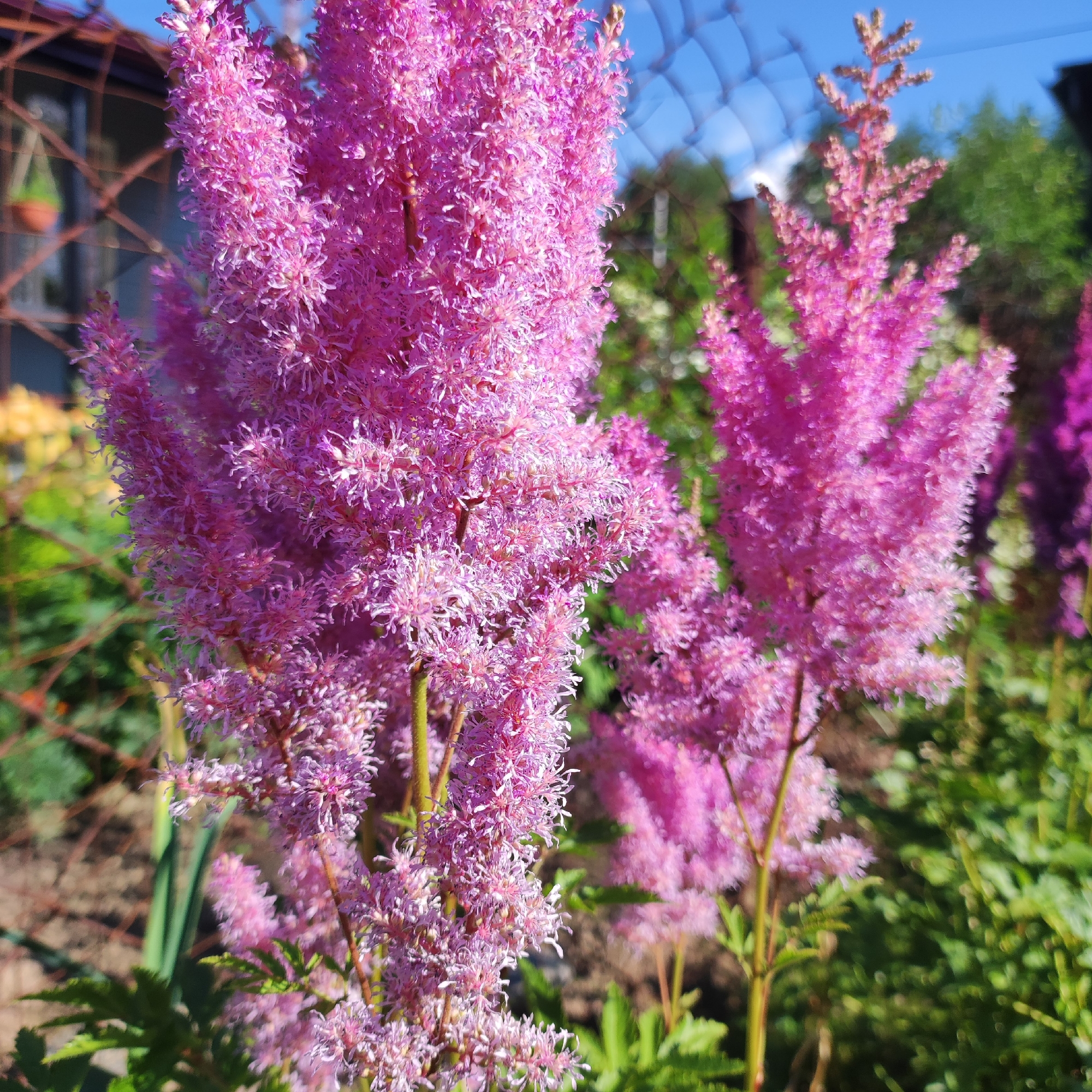 The image shows a close-up view of several fluffy, pink Astilbe flowers in a garden. The flowers are in full bloom, with their feathery plumes dominating the foreground. The background is a blur of green foliage, suggesting a natural, outdoor setting. There are also hints of a fence and a building in the distance, indicating an urban or suburban environment. The sky above is a clear blue, and the sunlight casts soft shadows, suggesting it is a bright, sunny day. The location of Navoloki, Russia is not explicitly depicted in the image, but the setting is consistent with a garden in a temperate climate. There are no people or animals visible in the frame.
