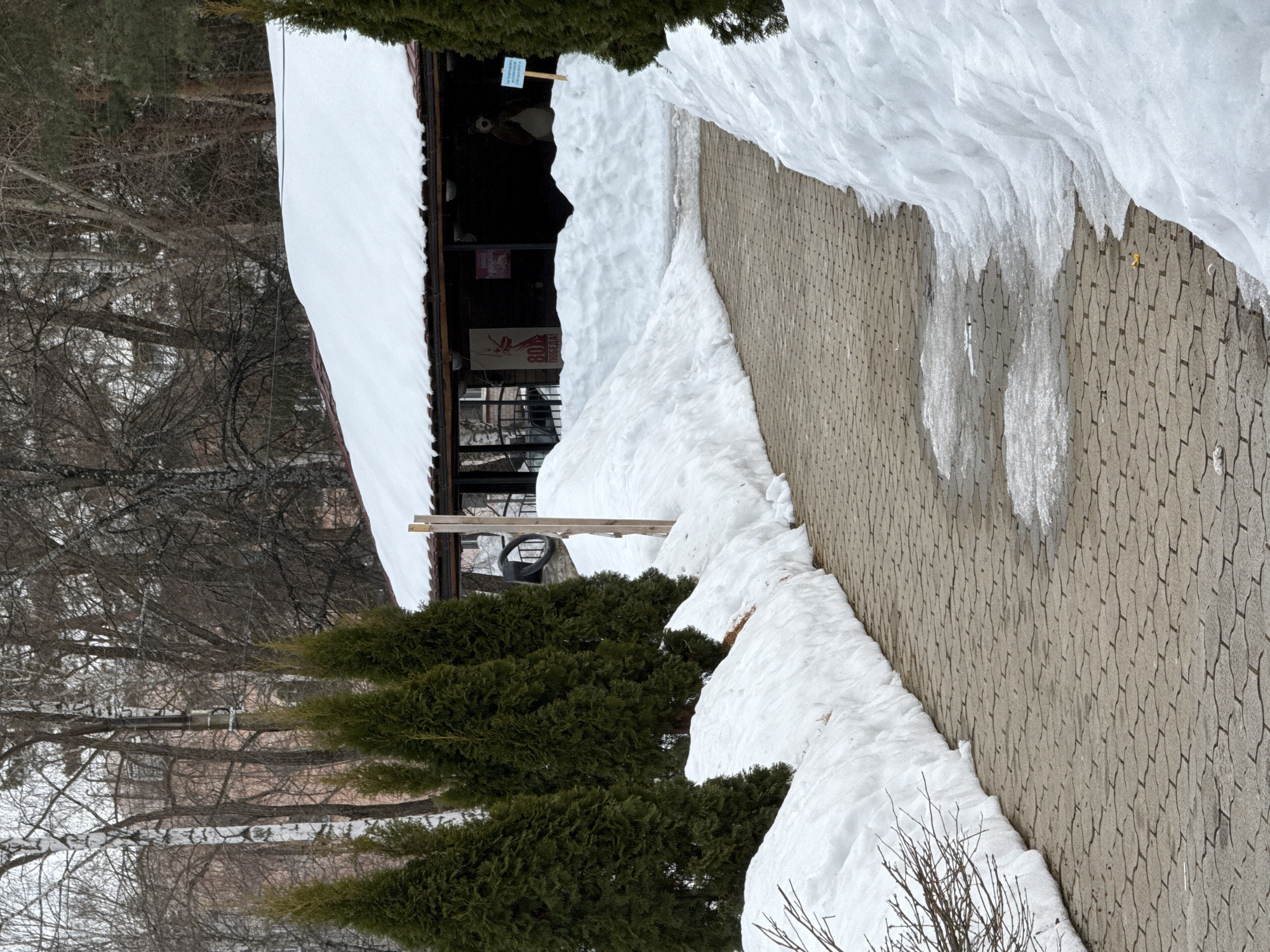 An outdoor scene in Chaikovsky, Russia, depicts a paved pathway during a winter or early spring day. The pathway, constructed of tan interlocking pavers, curves gently from the foreground towards a building in the mid-ground. It is partially clear of snow, revealing patches of ice and melted water. High snowdrifts, some exceeding knee-height, line both sides of the path, creating a clear channel.
To the left of the pathway, a row of mature, dark green conical evergreen trees (Thuja occidentalis) stands partially obscured by the snowdrifts at their bases. A single bare deciduous shrub with fine branches is visible in the lower left foreground.
The pathway leads to a single-story building with a dark, pitched roof heavily covered in a uniform layer of white snow. An open-sided overhang or veranda extends from the front of the building. Visible features under this overhang include a dark facade, windows, and interior lighting. Two signs are discernible on the building's exterior: one red and white poster on the left reads "80 ЛЕТ ПОБЕДА!" (80 YEARS VICTORY!), and a smaller pink sign is partially visible above the entrance. Inside, a large, brown, bear-shaped cutout or statue is visible near the right side of the entrance. A blue sign on a wooden stick is planted in the snow to the far right of the building's entrance, displaying Russian text that translates to "CAUTION: SNOW SLIDE." A single light-colored wooden post is positioned near the left curve of the path, adjacent to the building.
The background consists of a dense forest primarily composed of bare deciduous trees with visible white birch trunks. A large, light-colored building with arched architectural details is faintly visible through the trees in the upper left background. The sky is overcast, and no individuals are present in the scene.
