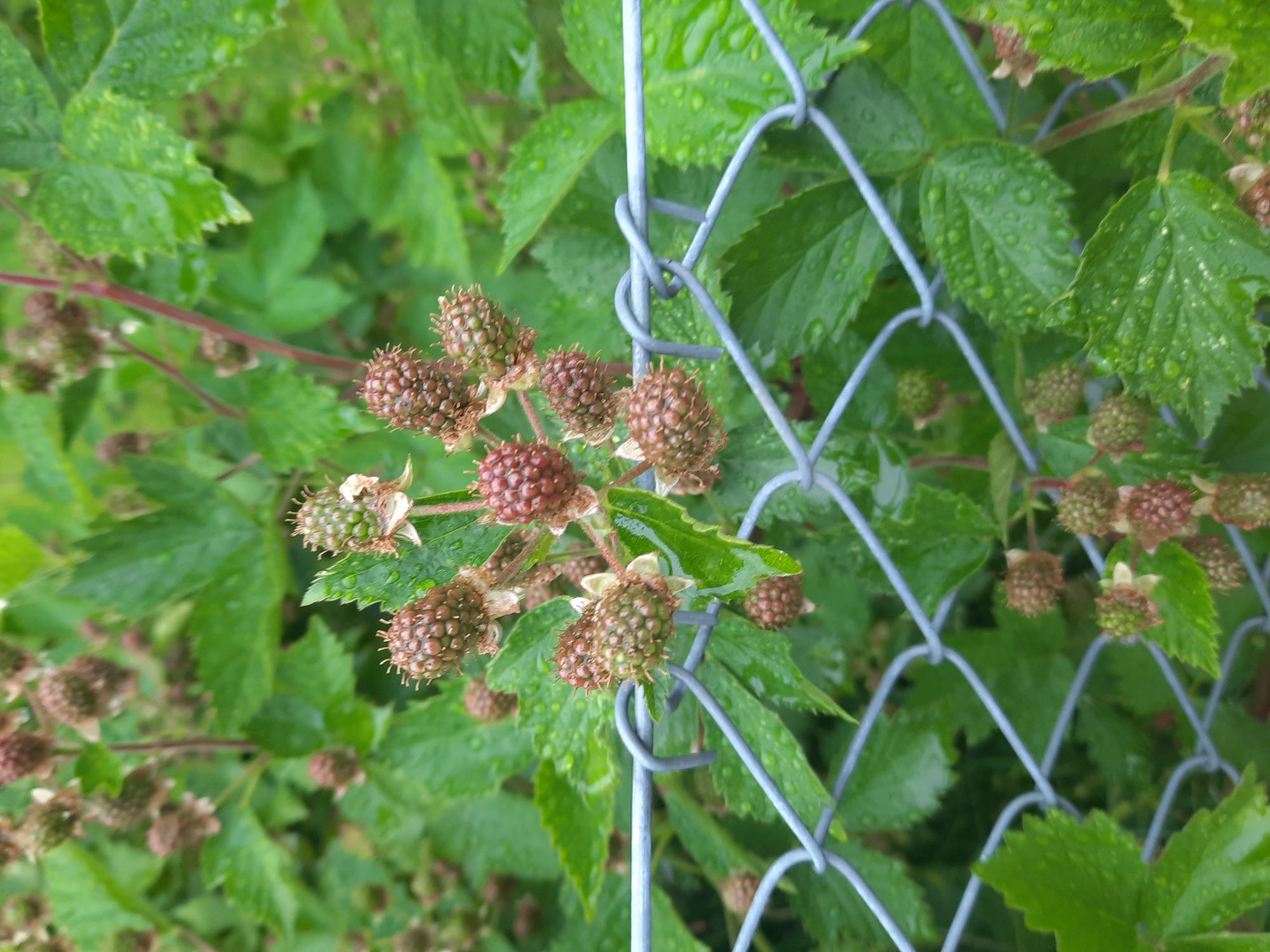 The image shows a cluster of unripe blackberries on a bush, seen through a chain-link fence. The blackberries are small and green to reddish-brown, with visible drupelets and some remnants of white flower petals. The leaves of the bush are green and appear wet, with water droplets on their surfaces, suggesting recent rain. The fence is made of galvanized metal wire, forming a diamond pattern. In the background, more green foliage is visible, creating a soft bokeh effect. The overall scene suggests a natural, outdoor setting, likely a garden or park within the city of Rosenheim, Germany, given the information provided about the location. There are no people or animals in the image.