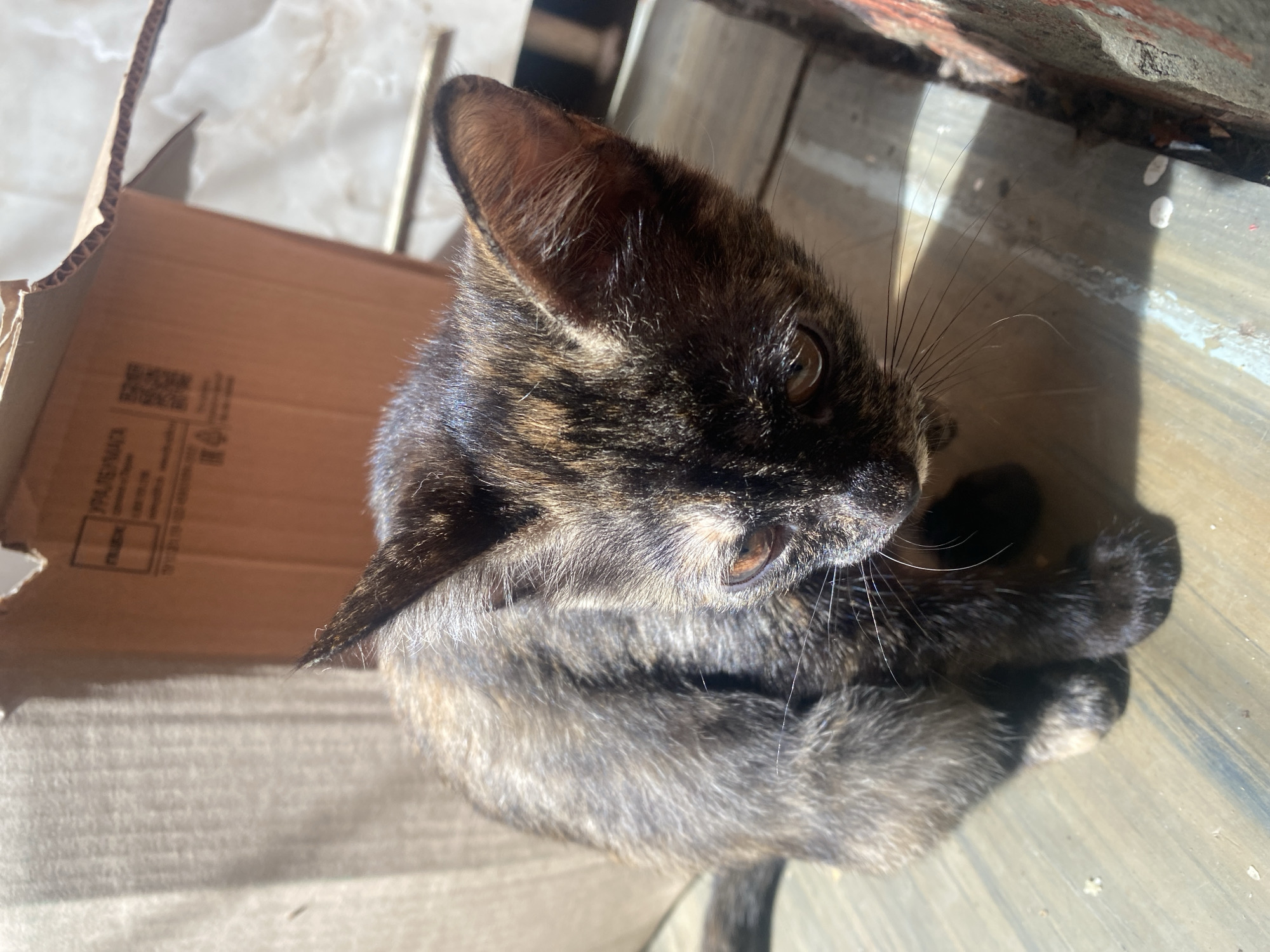A tortoiseshell kitten with dark fur and brown eyes sits on a weathered wooden surface, possibly a deck or pallet. The kitten is positioned in the center of the frame, looking down to its right with its ears perked. Sunlight casts strong shadows across the scene. In the background, a large cardboard box, appearing partially opened, is visible. The overall environment suggests an outdoor, urban setting, potentially in Samara, Russia, given the context. The scene is static, with no apparent actions or interactions occurring.