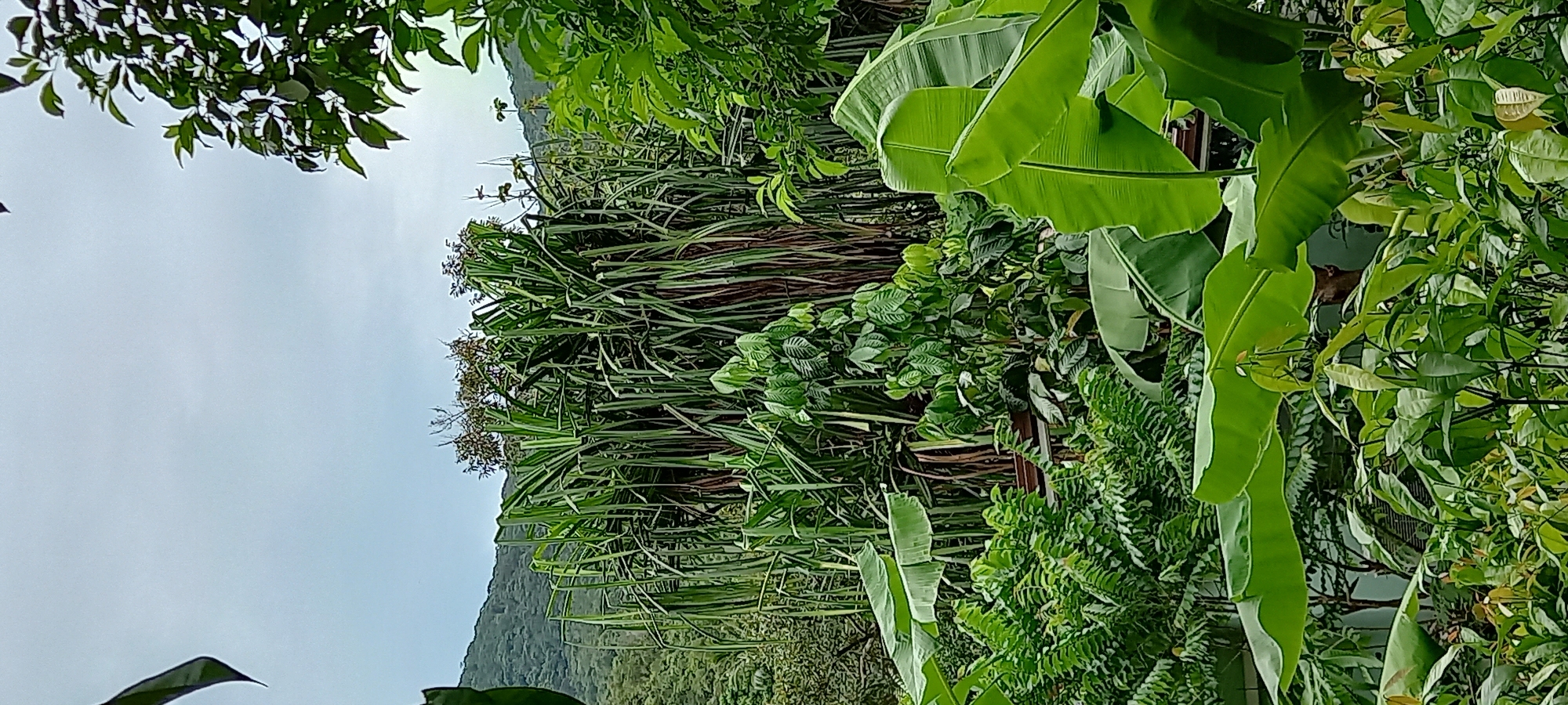 The image depicts a lush, tropical scene likely located in ตำบลเกาะพะงัน, Thailand. The foreground is dominated by dense foliage, featuring a variety of plant types including banana trees with broad, green leaves and what appears to be sugar cane stalks. Other types of trees and dense bushes fill the frame. The background reveals a distant, forested hillside under an overcast sky. The overall impression is one of dense, tropical vegetation.