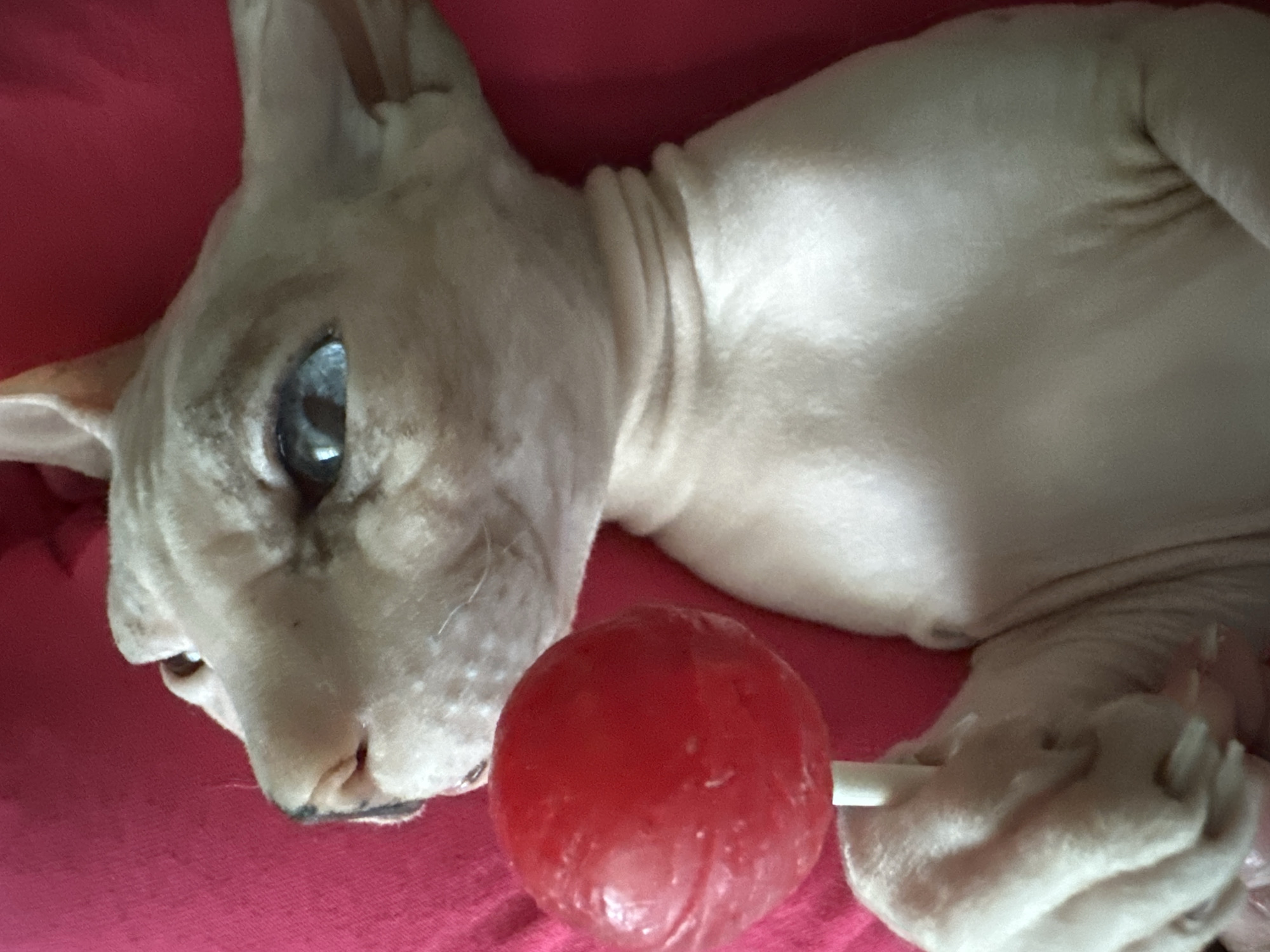 The image shows a close-up of a light-skinned Sphynx cat lying on a pink surface. The cat is on its side, with its head turned towards the camera. Its eyes are open, and its expression appears calm or curious. In front of the cat is a red, spherical lollipop with a white stick. The cat's paws are visible, with one paw gently resting on or near the lollipop stick. The cat's skin has characteristic wrinkles, particularly around its neck. The pink surface appears to be fabric, possibly a blanket or cushion. The lighting suggests an indoor setting, likely during the daytime. There is no visible text in the image. The overall scene is a still life featuring the cat and the lollipop.