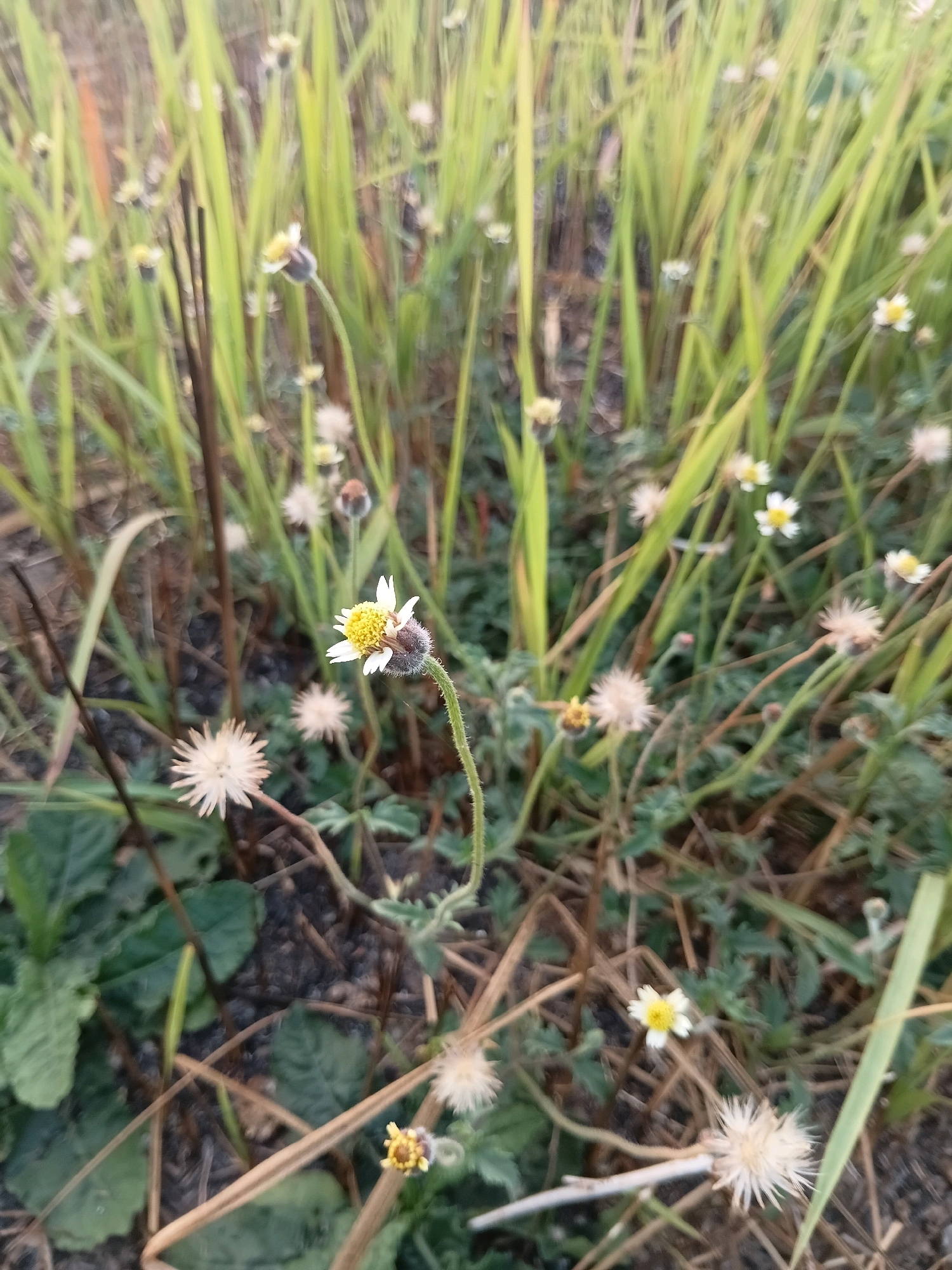 The image depicts a close-up view of a patch of wild grass and small flowers, likely taken in Cikal, Indonesia. The focus is on a single flower in the foreground with white petals and a yellow center, and a fuzzy brown bud. Surrounding it are more of these small flowers, some in bloom and some in seed, interspersed with tall, slender green grass stalks. The ground beneath is a mix of dry leaves, dirt, and small pebbles. The lighting suggests it might be early morning or late afternoon, casting a soft, natural light on the scene. There are no people or animals visible in the image.