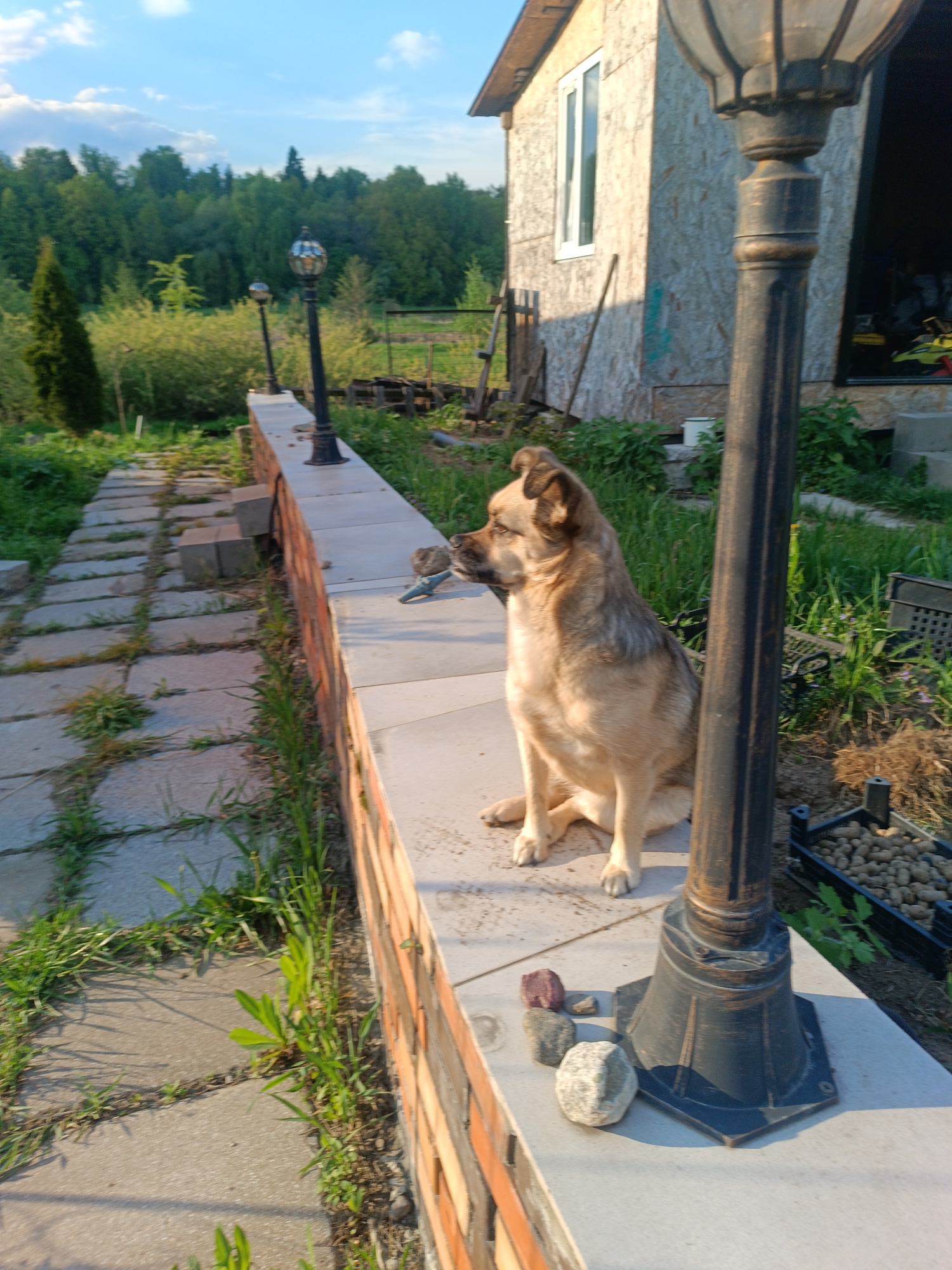 A medium-sized, light brown dog is sitting on a low brick and concrete wall in an outdoor setting. The dog is positioned next to a black lamppost with a decorative base. Three small rocks are clustered near the base of the lamppost. To the left of the wall is a stone pathway with grass growing between the stones. In the background, there's a wooden building, green foliage, and a forest under a partly cloudy blue sky. A partially obscured black plastic crate filled with small round objects is to the right of the dog.
The image appears to be taken in Motyakovo, Russia, or at least a location with similar characteristics in terms of architecture and environment.