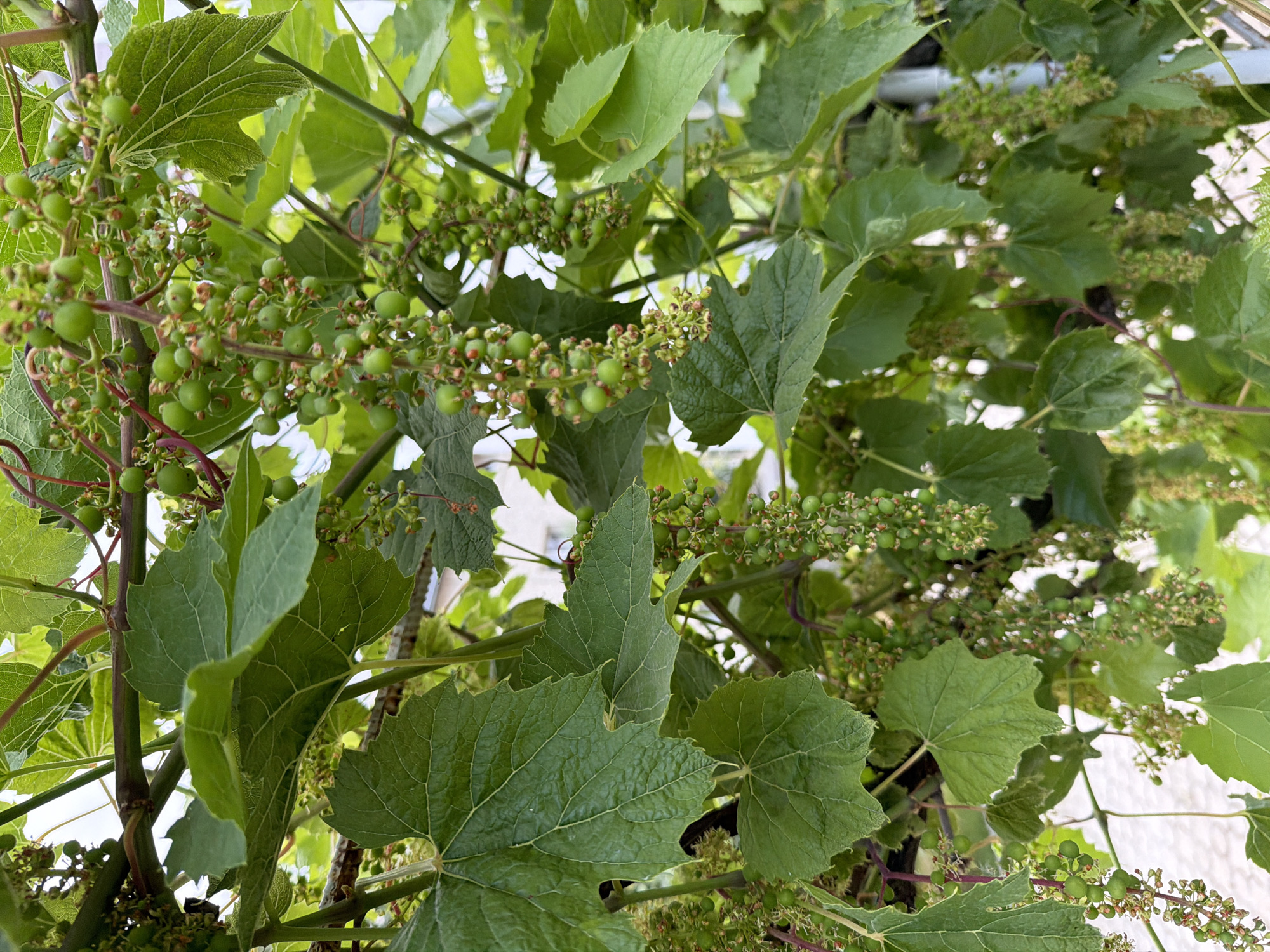 This image shows a close-up of unripe green grapes and large green grape leaves on a vine. The scene appears to be outdoors, with sunlight filtering through the leaves, creating highlights and shadows. The grape clusters are small and round, with some appearing to be in earlier stages of development, showing remnants of flower petals. The leaves are broad and veined, typical of a grapevine. The background is softly blurred, suggesting a shallow depth of field, with hints of structures that could be part of a building or fence. The overall impression is of a healthy, growing grapevine in a natural or garden setting. The location is identified as Kozova, Ukraine, implying this is likely a vineyard or a residential garden in that region. No people are visible in the image.