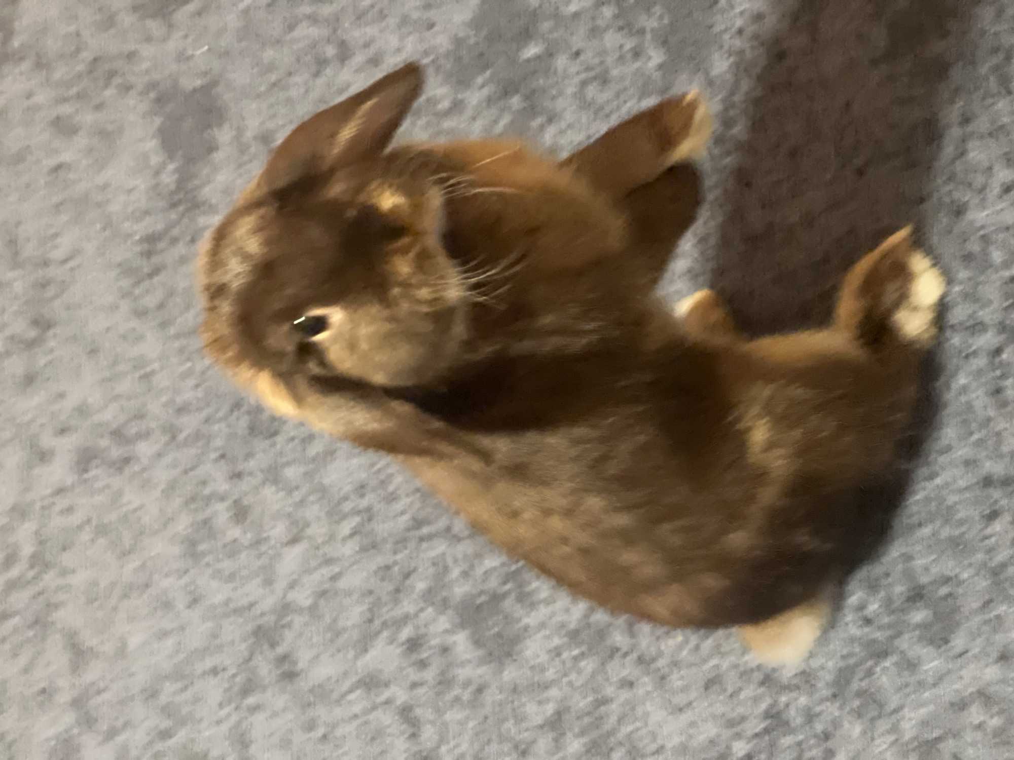 A brown rabbit is lying on a grey surface. The rabbit is positioned at an angle in the frame, with its head towards the upper left and its tail towards the lower right. The rabbit appears to be grooming its face with its paws. The background is a soft grey, possibly a blanket or rug. No information on the city of Sofia, Bulgaria is apparent in the image.