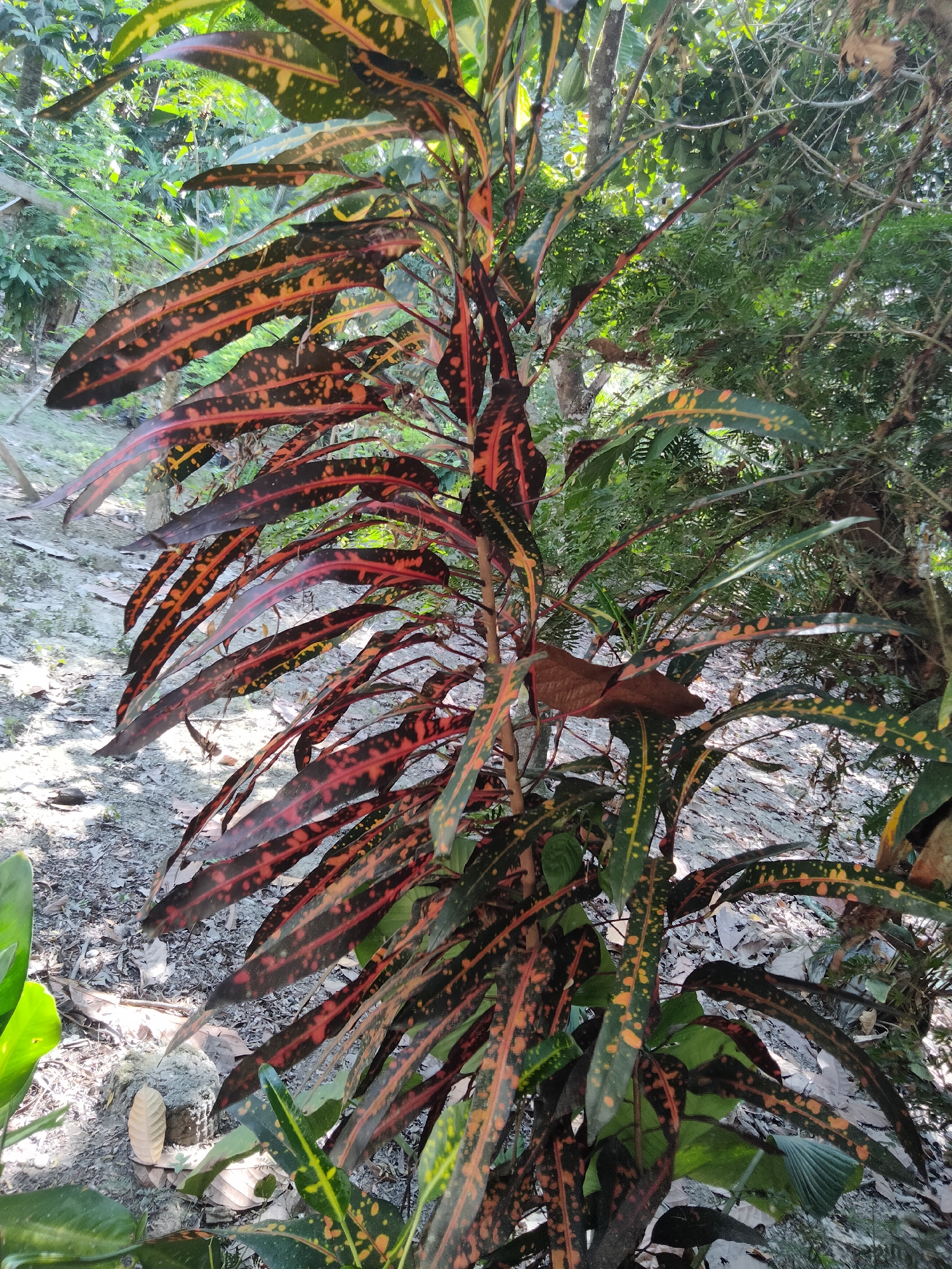 This image captures a close-up view of a colorful Croton plant with long, lance-shaped leaves displaying a vibrant mix of dark green, red, and orange markings. The plant is positioned outdoors, likely in a garden or natural setting, given the presence of dirt, fallen leaves, and other foliage in the background. Sunlight filters through the leaves, creating dappled patterns of light and shadow on the ground. The overall impression is one of lush, tropical vegetation. The location is identified as Unknown, Indonesia, suggesting a tropical climate conducive to the growth of such plants.