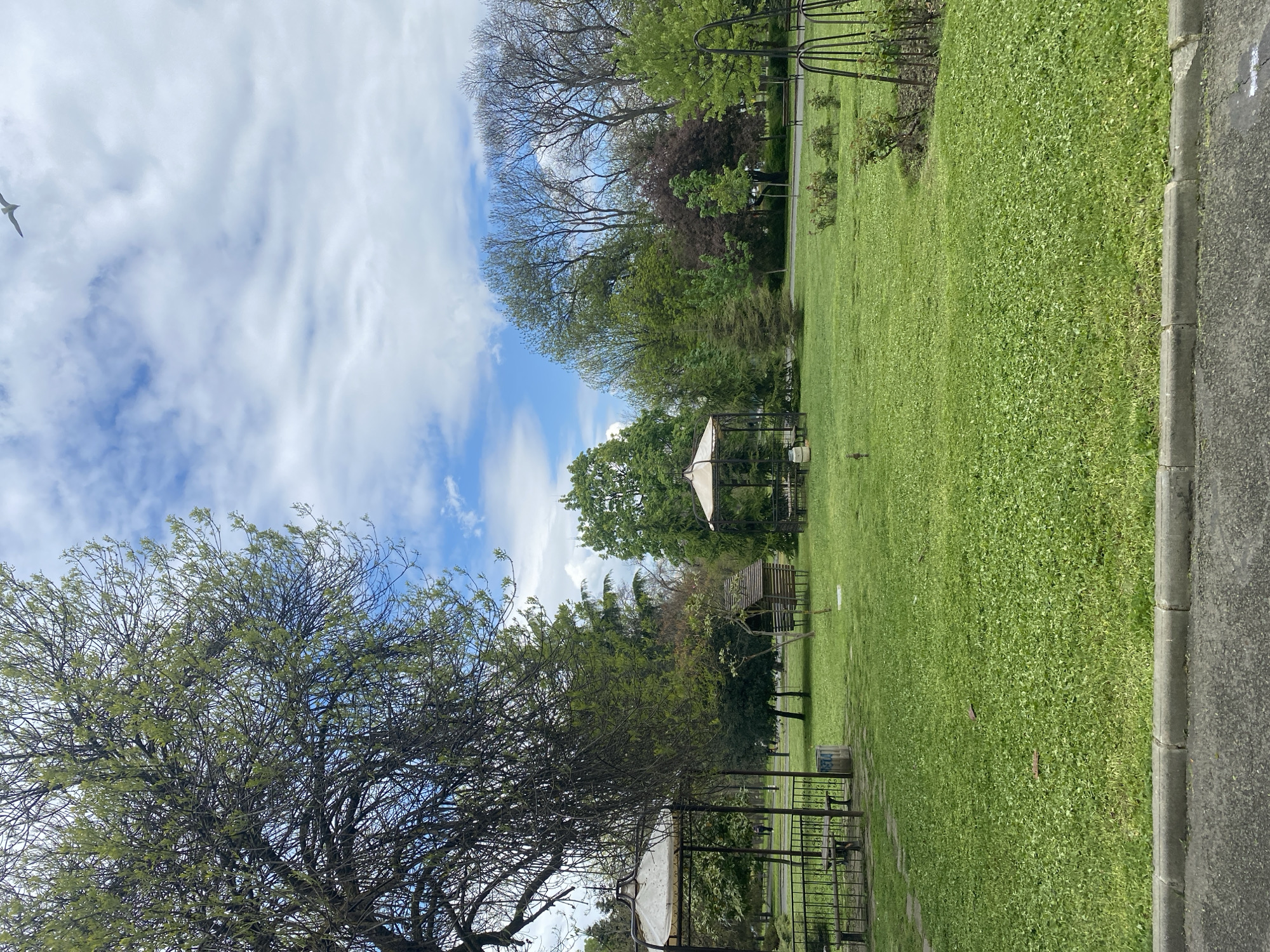 This image captures a serene outdoor scene, likely a park or large garden, under a partly cloudy sky. The main subject is a vast expanse of bright green lawn, characterized by small, light-green foliage resembling clover or ground cover.
Numerous trees are scattered throughout the landscape and along the horizon. Some trees are fully leafed with rich green foliage, while others, particularly closer to the foreground and middle ground, show branches just beginning to sprout light green leaves, indicating spring or early summer. In the background, denser clusters of trees form a natural barrier.
Several man-made structures are visible on the grass. These appear to be metal arbors or gazebos; one prominent structure in the middle ground has a white fabric top, providing shade. Another smaller, wooden structure is visible further back. A dark concrete curb separates the grassy area from a strip of asphalt pavement on the far right.
The sky above is a mix of light blue and white, with wispy, diffused clouds creating a soft, bright overhead light. A white bird is captured in flight in the upper left portion of the frame. The overall atmosphere is peaceful and natural, devoid of people. There is no visible text in the image.