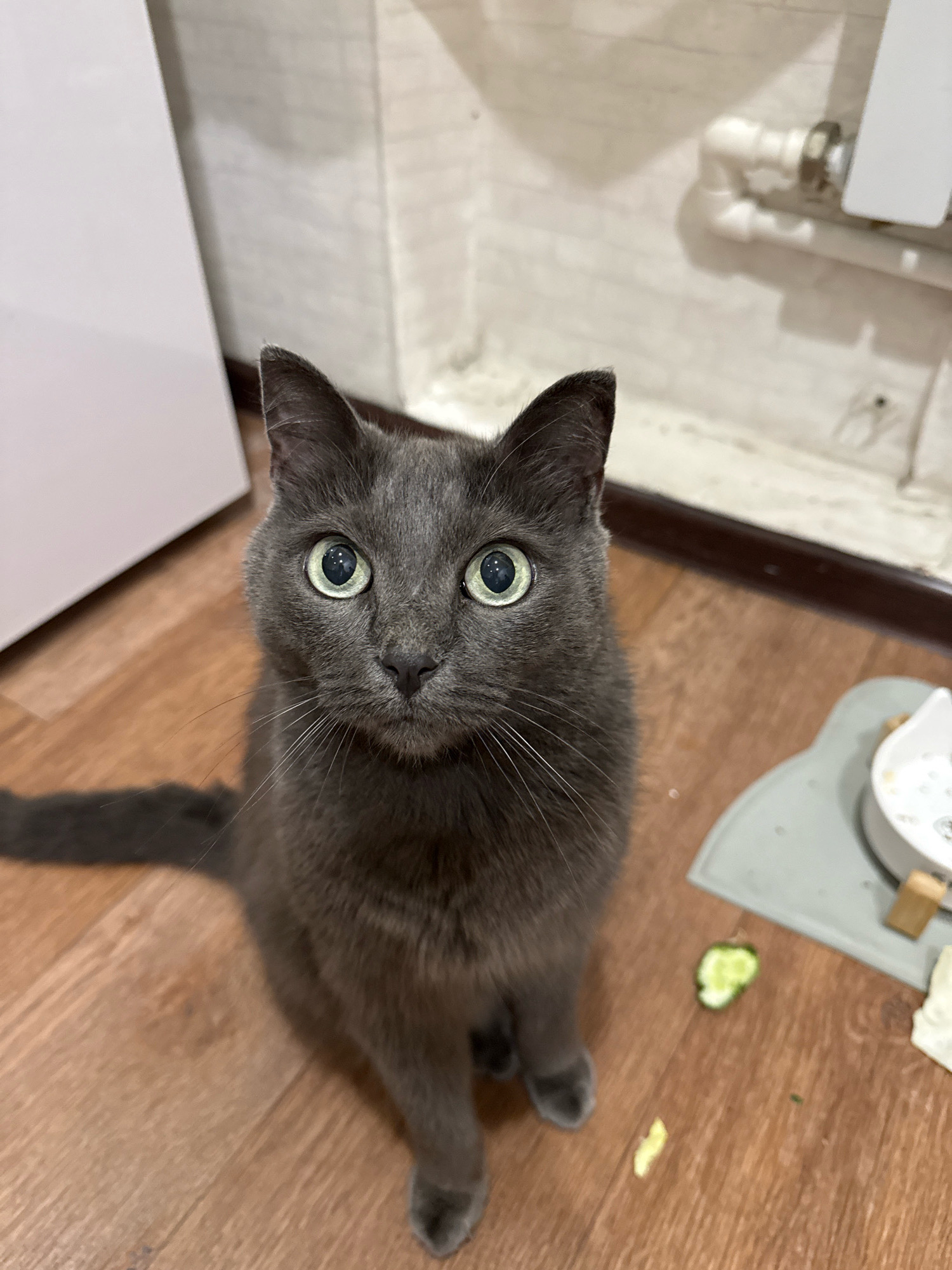 A medium shot photograph shows a grey cat with striking green eyes looking directly at the camera. The cat is sitting on a light brown wooden floor. In the background, a white wall is visible with a white radiator pipe and some shelving unit. To the right of the cat, there is a grey mat with a white cat-shaped bowl on it, and a few pieces of cucumber are scattered on the floor. The lighting is warm and appears to be artificial, casting shadows on the floor and wall. The scene suggests a domestic indoor environment. The location of Ekibastuz, Kazakhstan, is irrelevant to the visual content of the image.