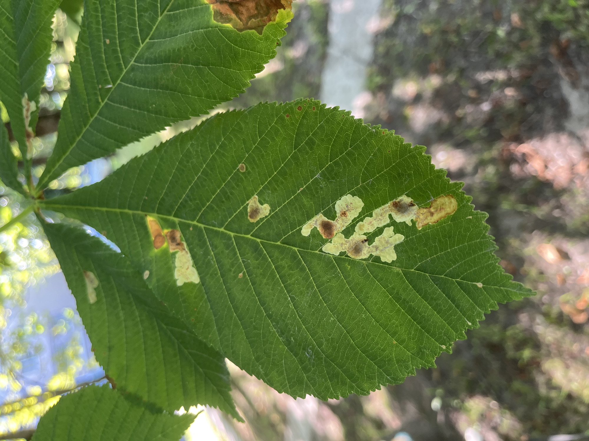 The image shows a close-up of a green leaf with several irregular, discolored patches. These patches appear as areas where the leaf tissue is lighter, yellowish, or brownish, and some show signs of damage or decay. The leaf has prominent veins and serrated edges. In the background, out of focus, are other green leaves, tree branches, and a dappled sunlight effect, suggesting an outdoor environment. The overall impression is that of a plant experiencing some form of damage or disease. There is no indication of the city of Minsk, Belarus, or any people in the image.
