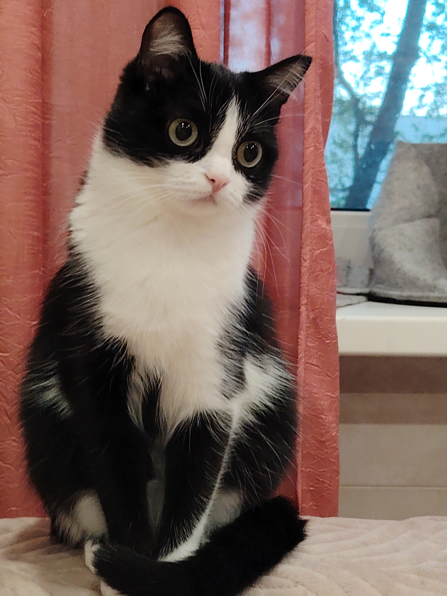 A black and white cat is sitting on a pink blanket, in front of a salmon-colored curtain. A window with a gray cat bed is visible in the background. The location is Unknown, Unknown.