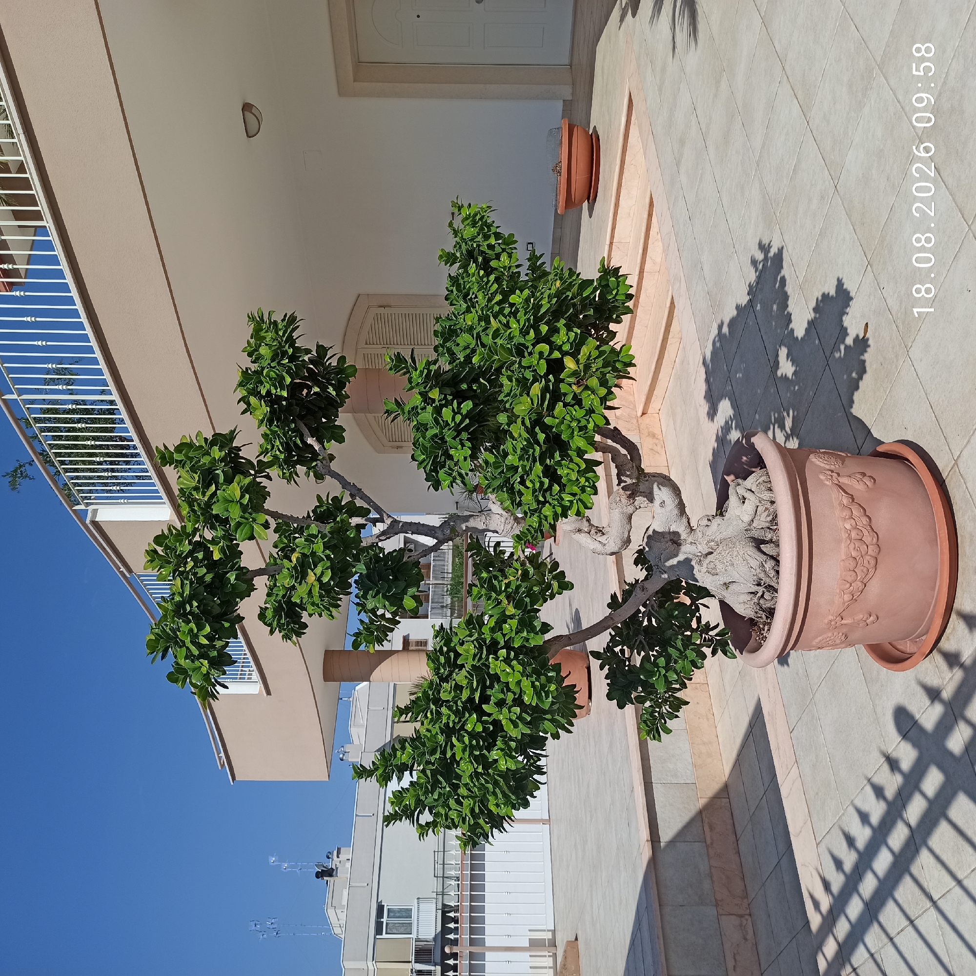 This image depicts an outdoor patio scene in Bitonto, Italy, on a sunny day. In the foreground, a large potted bonsai tree with a thick, gnarled trunk and lush green foliage dominates the frame. The pot is terracotta-colored and features an embossed decorative pattern around its circumference. The tree casts a prominent shadow on the tiled patio floor.
Behind the bonsai, there is a building with a beige-colored upper level and white railings, suggesting a balcony or second story. Adjacent to this building is a lighter-colored wall with shuttered windows and a white door. In the background, other buildings are visible, one of which has several antennas on its roof. The patio itself is paved with light-colored square tiles, and a low, tiled wall with marble accents runs along the edge of a raised section of the patio. A shadow from a decorative fence is cast across the tiles.
A date and time stamp, "18.08.2026 09:58," is visible in the lower right corner of the image. There are no people visible in the scene. The environment appears clean and well-maintained, consistent with a residential or commercial property in an urban setting.