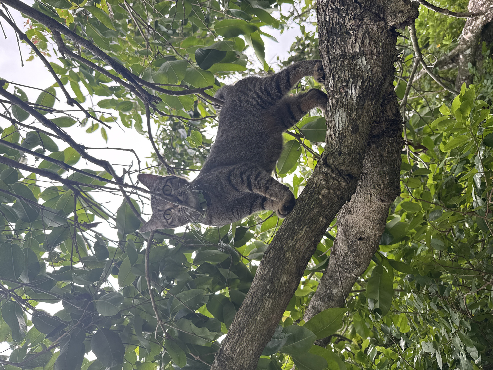 A grey tabby cat is climbing a tree outdoors. The cat is upside down and facing the camera, with its front paws gripping the rough bark of the tree trunk. Its tail is curled around its body. The cat has green eyes and a concerned expression. It is wearing a green collar. The tree is covered in green leaves, and branches are visible throughout the frame. The background is a blurry expanse of green foliage and a bright sky, suggesting it is daytime. The image is taken from a low angle, looking up at the cat. The setting appears to be a natural outdoor environment, possibly a garden or a park in Ko Pha-ngan District, Thailand. There is no visible text in the image.