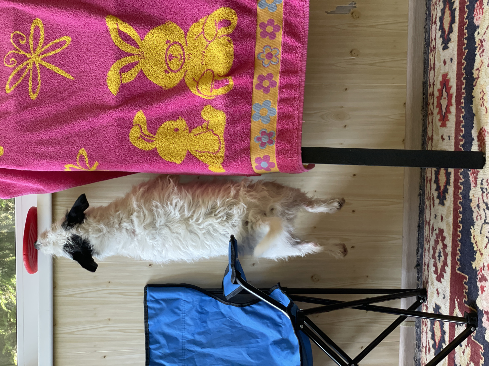 A shaggy, white-and-black dog is captured mid-air, suspended vertically with its paws against a light wood-paneled wall. The dog is reaching upwards, its snout touching a red frisbee balanced on a white windowsill. To the left of the dog, a blue folding chair is positioned at an angle, its metal legs resting on a patterned rug. To the right of the dog, a vibrant pink towel with yellow bunny and dragonfly motifs hangs from an unseen support, partially obscuring a black table leg. The background shows a blurred view of green foliage through the window, suggesting an outdoor scene beyond the interior space.