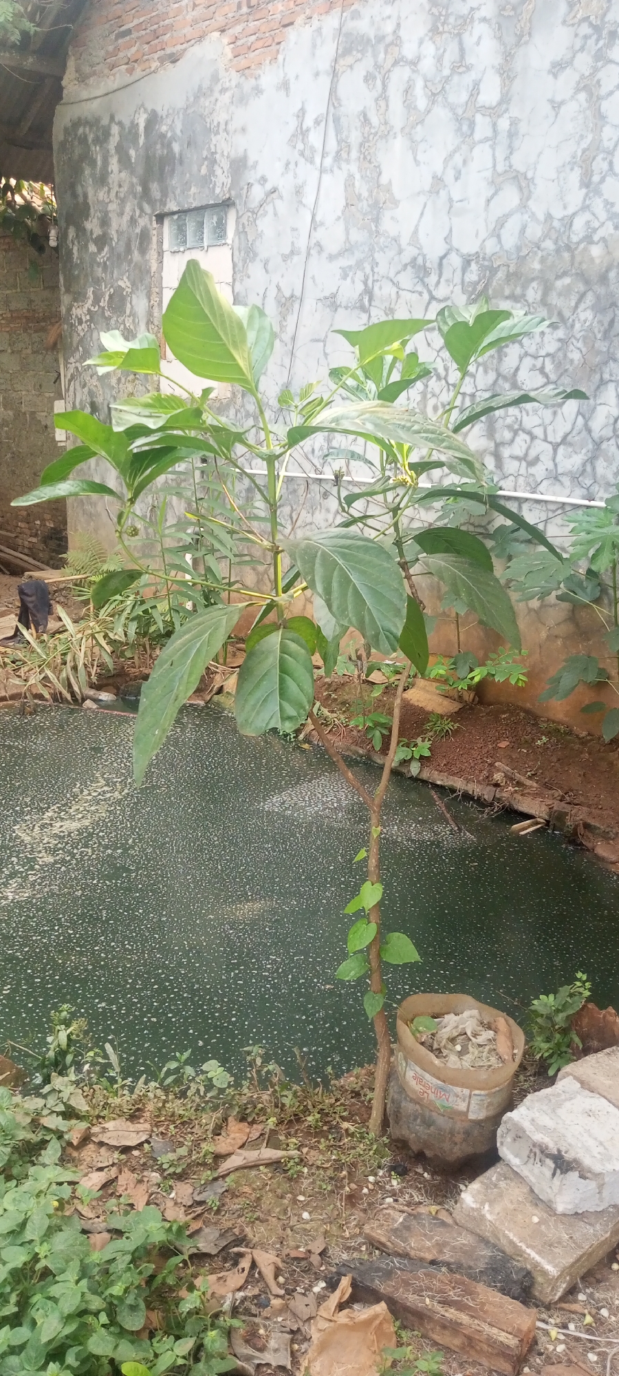 The image depicts an outdoor scene in Taman Rahayu, Indonesia, with a focus on a small plant growing near a body of dark, still water. A partially built or weathered concrete wall forms the backdrop. The water's surface is speckled with white, possibly from algae or a surface film. Surrounding the water and the plant is dry, earthy ground with scattered leaves and some debris, including a cut plastic bottle serving as a makeshift planter and several pieces of concrete and wood. The plant itself has large, green leaves and a thin, woody stem, with a smaller vine climbing up its base. The lighting suggests it is daytime, possibly overcast, casting a soft, diffused light on the scene. The overall impression is one of a humble, somewhat unkempt outdoor space.