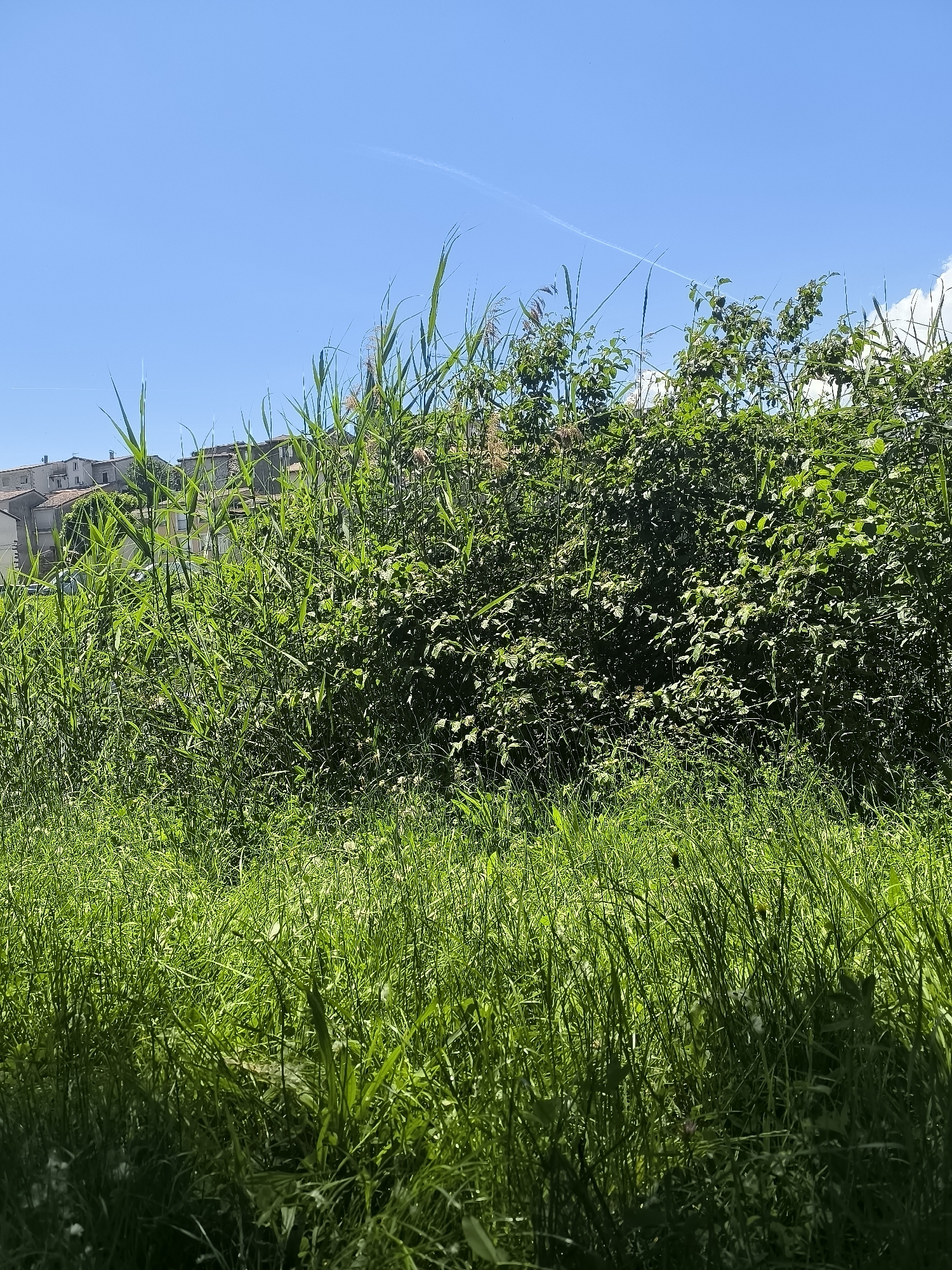 The image shows a grassy field with tall reeds and thick foliage in the foreground, partially obscuring a view of buildings in the background. The sky is blue with some contrails visible. It is daytime. The buildings in the background suggest this is located in an inhabited area, consistent with the location in Chézenas, France. The area appears unkempt, with overgrown vegetation. There are no people visible. The environment suggests a rural or semi-rural setting within the city limits.