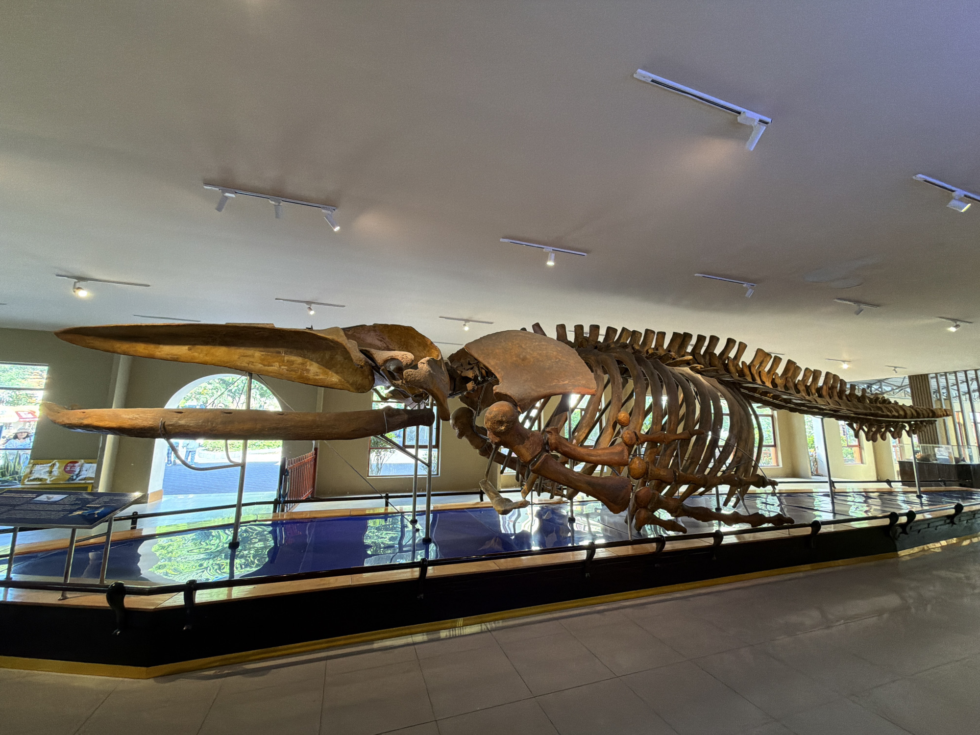 A large whale skeleton is displayed in a museum hall in Nha Trang, Vietnam. The skeleton is suspended above a reflective blue surface, creating a dramatic presentation. The hall is lit by track lighting on the ceiling, and natural light filters in through large windows in the background. Several informational displays are visible near the entrance to the exhibit. The whale skeleton is the central focus, showcasing its massive rib cage, skull, and tail vertebrae. The overall environment suggests a scientific or educational institution dedicated to marine life.