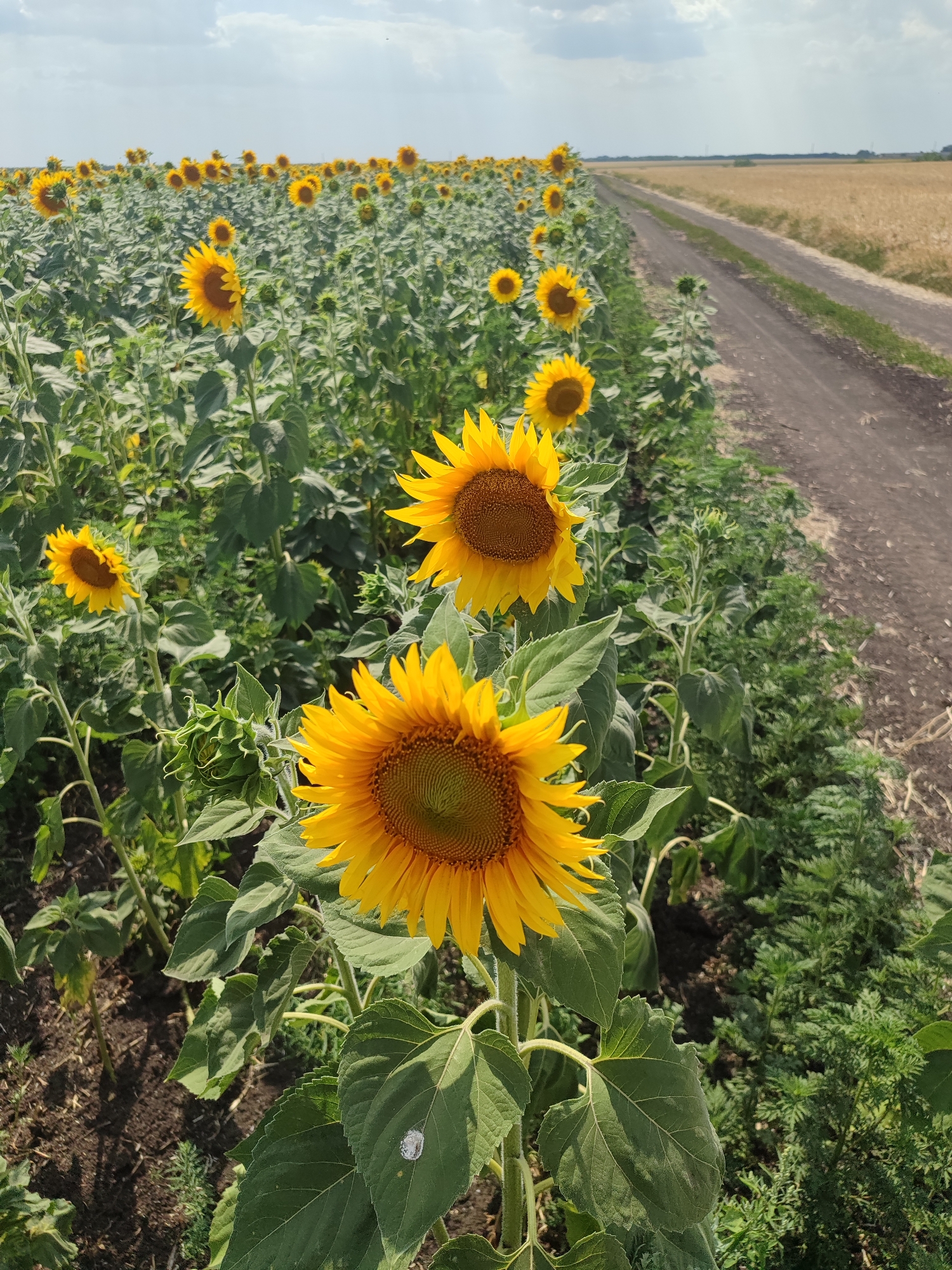In a field of sunflowers near the city of Novosamarka, Ukraine, a dirt road runs alongside the vibrant yellow flowers. The sky above is partly cloudy, with a light breeze that gently rustles the large green leaves of the sunflowers. The sunflowers themselves are in full bloom, their large, disc-shaped heads facing the sun. Some of the sunflowers are in focus, their petals sharply defined, while others in the distance are blurred, creating a sense of depth in the image. The dirt road, appearing dry and dusty, leads into the distance, bordered by green vegetation and a field of what appears to be harvested grain. The scene captures a serene, rural landscape bathed in the warm light of a summer day.