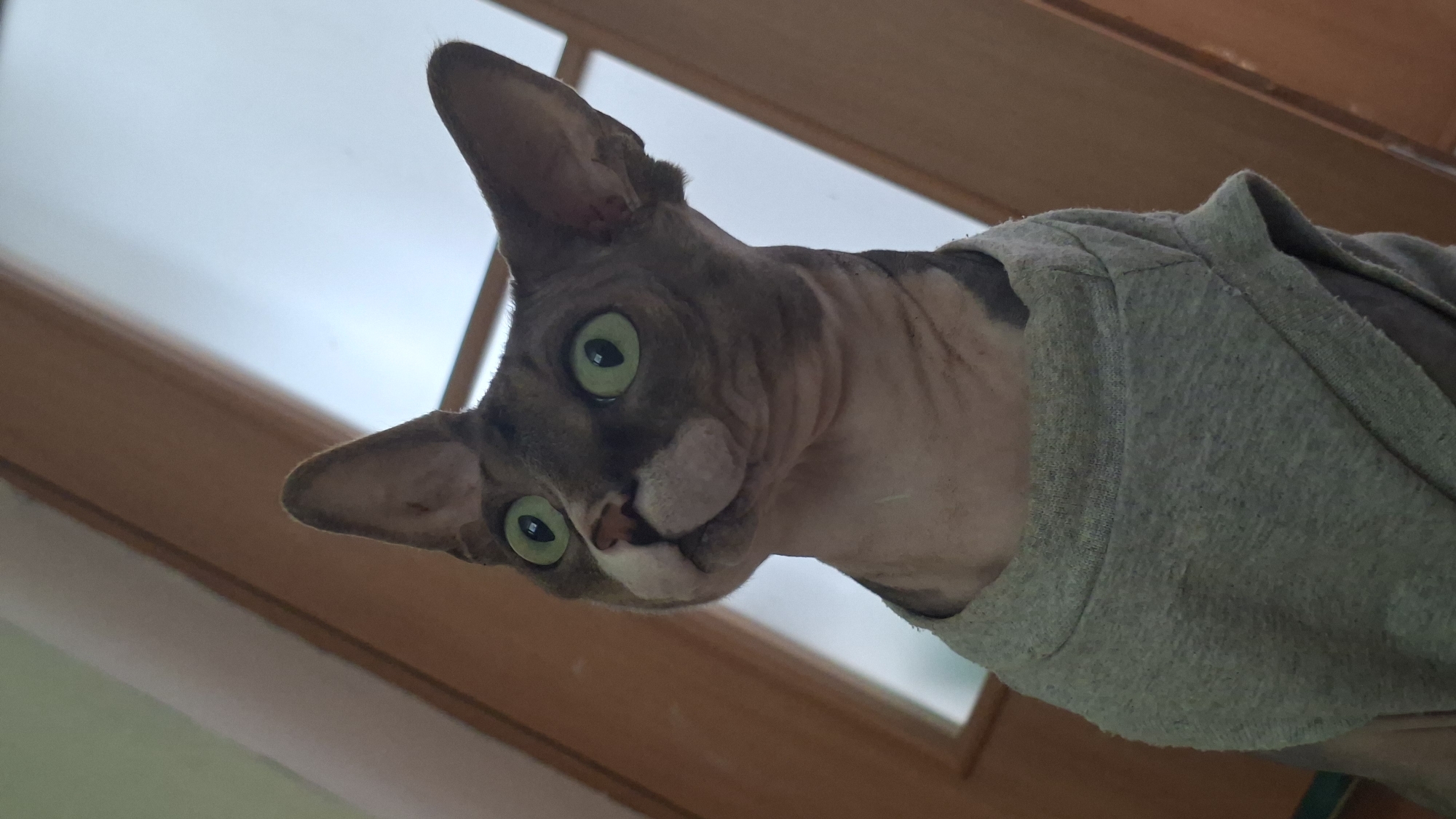 A Sphinx cat is depicted in the image, wearing a grey t-shirt. The cat has green eyes and grey and pink skin. It is looking upwards and slightly to the left. The background shows a wooden door and a light-colored wall. The image appears to be taken indoors, possibly in a residential setting. There is no information in the image to suggest its location in Myadzyel, Belarus.