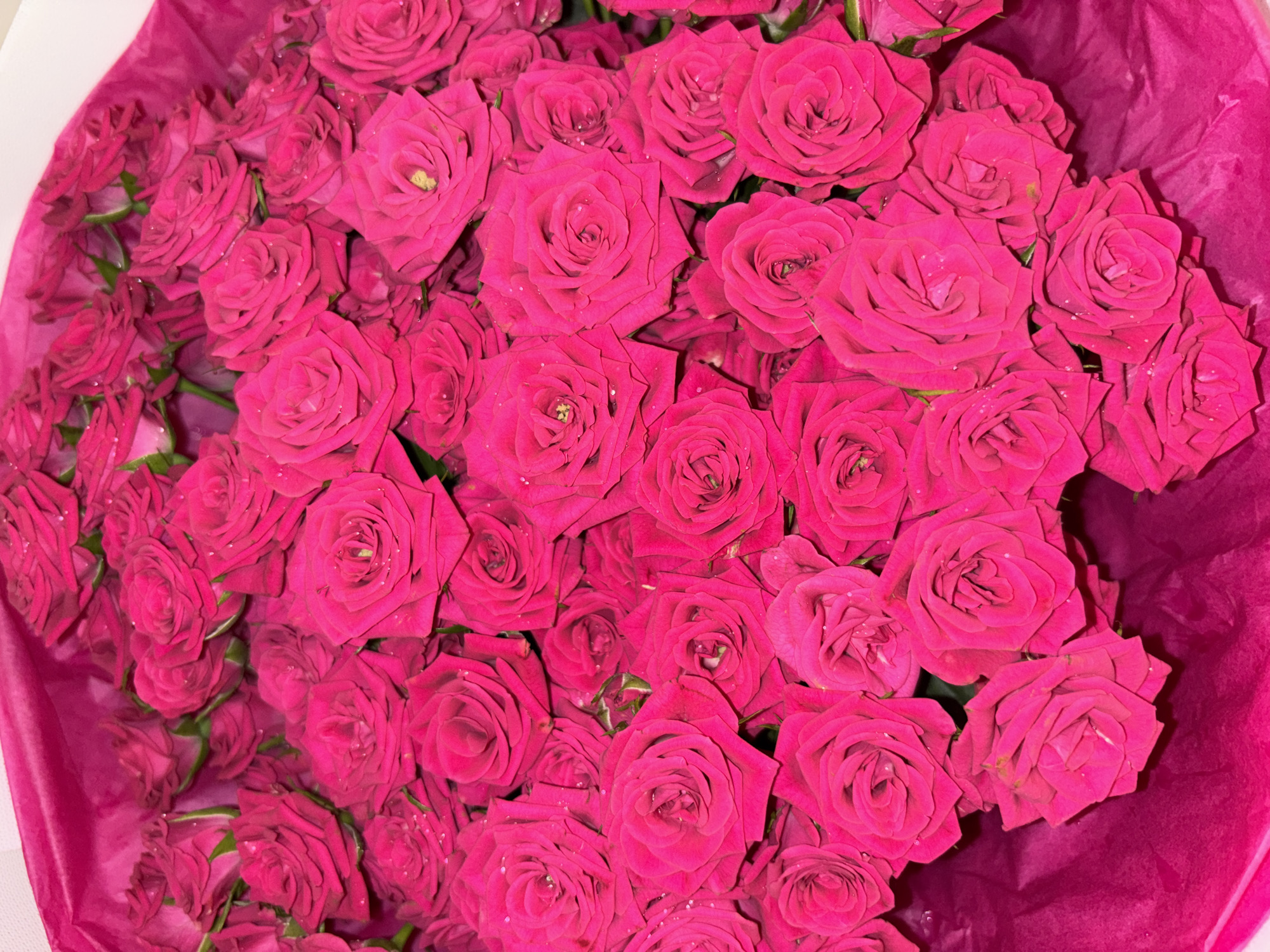 A close-up, overhead shot displays a large bouquet of vibrant pink roses. The roses are tightly packed, with many individual blooms clearly visible. Some of the petals have small water droplets on them, suggesting they may have been recently watered or are part of a floral arrangement. The roses are arranged within a deep pink wrapping material, which is visible at the bottom and left side of the frame. The overall impression is one of abundant floral beauty. The image does not contain any elements that would suggest a specific location in Prague, Czechia.