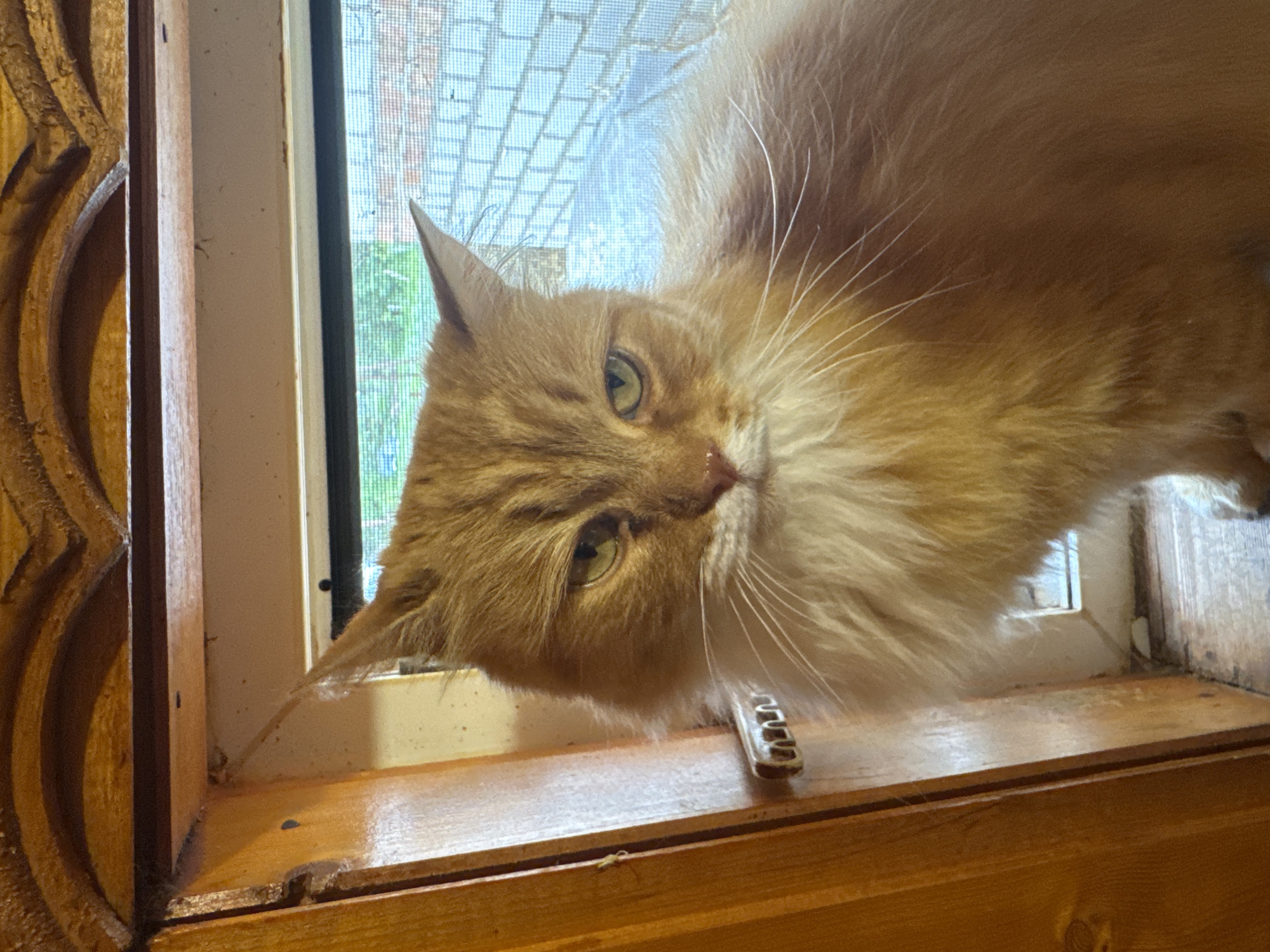 A close-up, eye-level shot shows an orange tabby cat sitting in a wooden window frame. The cat has white fur around its neck and a long, fluffy orange tail visible on the right side of the frame. Its eyes are partially closed, and it appears to be looking directly at the camera. Through a window screen behind the cat, a brick wall and some green foliage can be seen. The window frame is made of light-colored wood with decorative carvings at the top. A metallic latch is visible on the left side of the frame. The overall scene suggests the cat is indoors, possibly in a home in Семибратово, Russia, enjoying a view from the window.