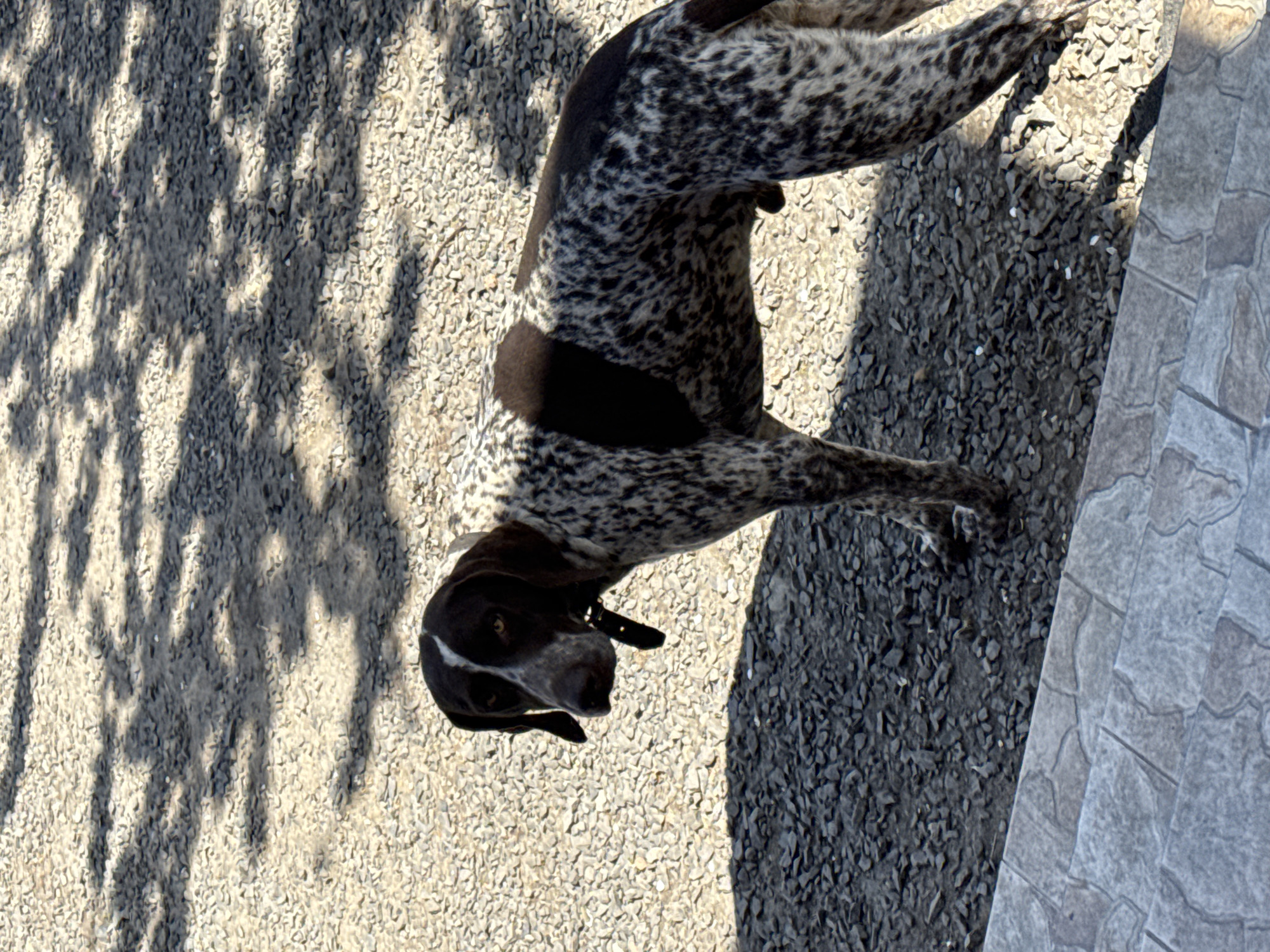 A German Shorthaired Pointer stands on a gravelly surface adjacent to a tiled walkway. The dog is brown and white spotted with a brown patch on its back. A collar is visible around the dog's neck. The ground is covered with small stones and dappled with shadows. The background features light-colored tiles. The location is likely in Rostov-on-Don, Russia.