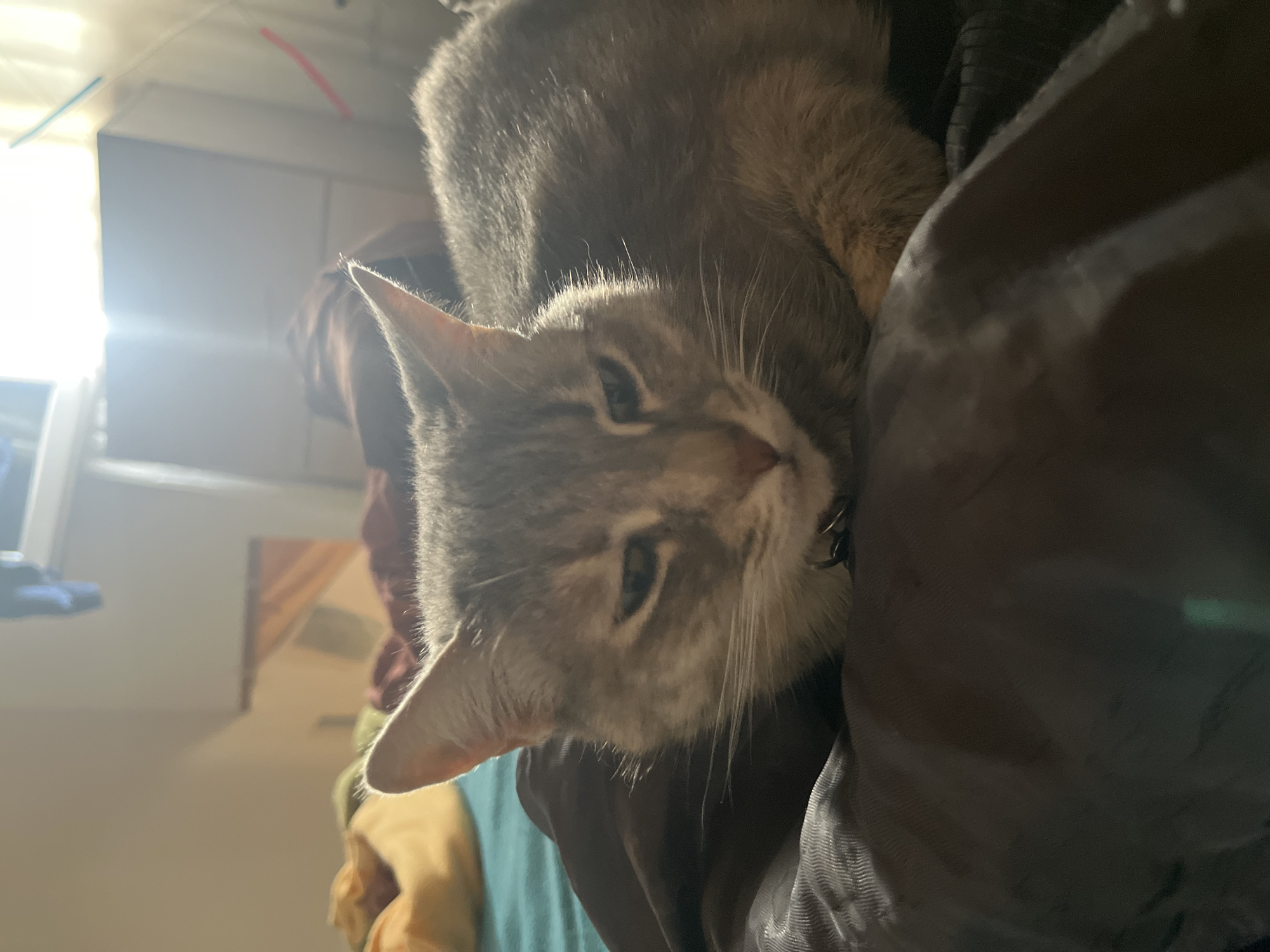 This image captures a close-up of a grey tabby cat, possibly a mackerel tabby, resting indoors. The cat's head is tilted, and its eyes are partially closed, suggesting a state of relaxation or sleepiness. A small, dark collar with a metal tag is visible around its neck. The cat's fur is distinctly striped, with lighter fur on its chin and around its eyes.
The cat is lying on a dark, soft surface, likely fabric such as a blanket or clothing. In the background, a strong light source, possibly a window, illuminates the room, creating a bright glare and indicating it is likely daytime. Various soft items, appearing to be clothes or fabrics in shades of red, blue, beige, and green, are loosely visible in the blurred background. Hints of wooden furniture or structures are also present. The overall setting is a domestic indoor environment. The cat appears calm and peaceful. No text is visible in the image. While the location context of Ushuaia, Argentina, is provided, there are no specific visual cues within the image to confirm this.
