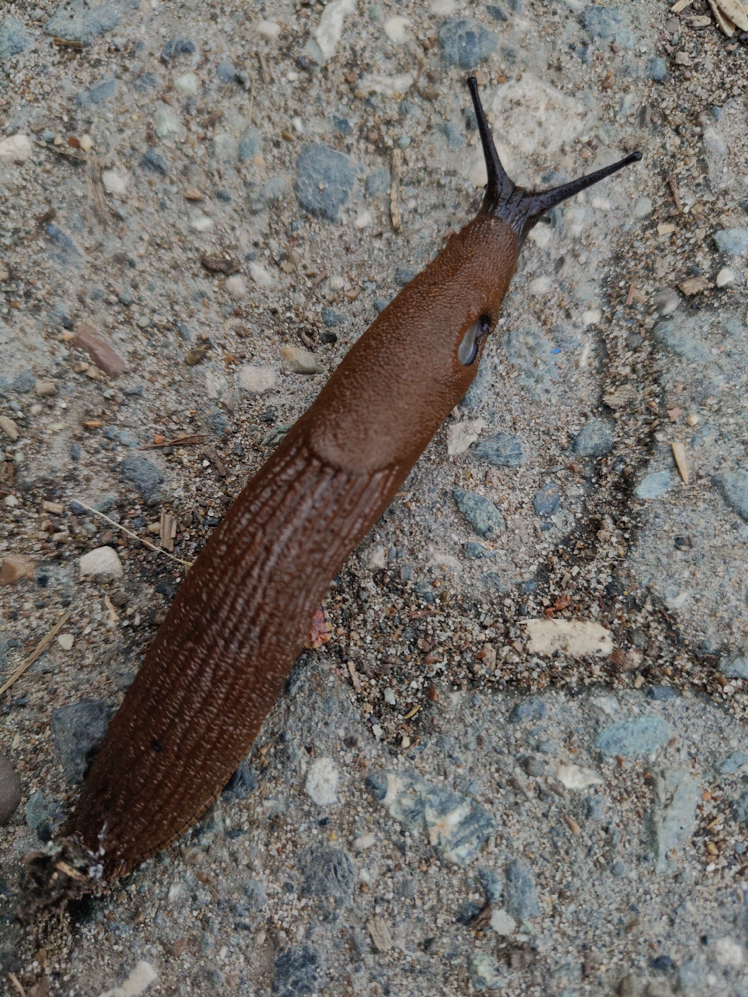 A dark reddish-brown slug is centrally positioned on a granular surface, viewed from a high angle. The slug, approximately 15-20 cm in length, extends diagonally from the lower-left to the upper-right of the frame. Its body exhibits distinct longitudinal ridges and a moist, textured appearance. Two prominent, darker antennae are extended upwards and outwards from the anterior end, forming a V-shape. A lighter, oval-shaped pneumostome is visible on the right side of the slug's mantle, located behind the head region. The posterior end of the slug appears slightly adhered to or resting on small debris. The ground consists of a mixture of grey, bluish-grey, and light brown pebbles, interspersed with finer sand and dirt particles. Scattered small fragments of organic matter, such as dried plant material, are visible among the gravel. The lighting is even and diffused, without harsh shadows. No other subjects or actions are present.