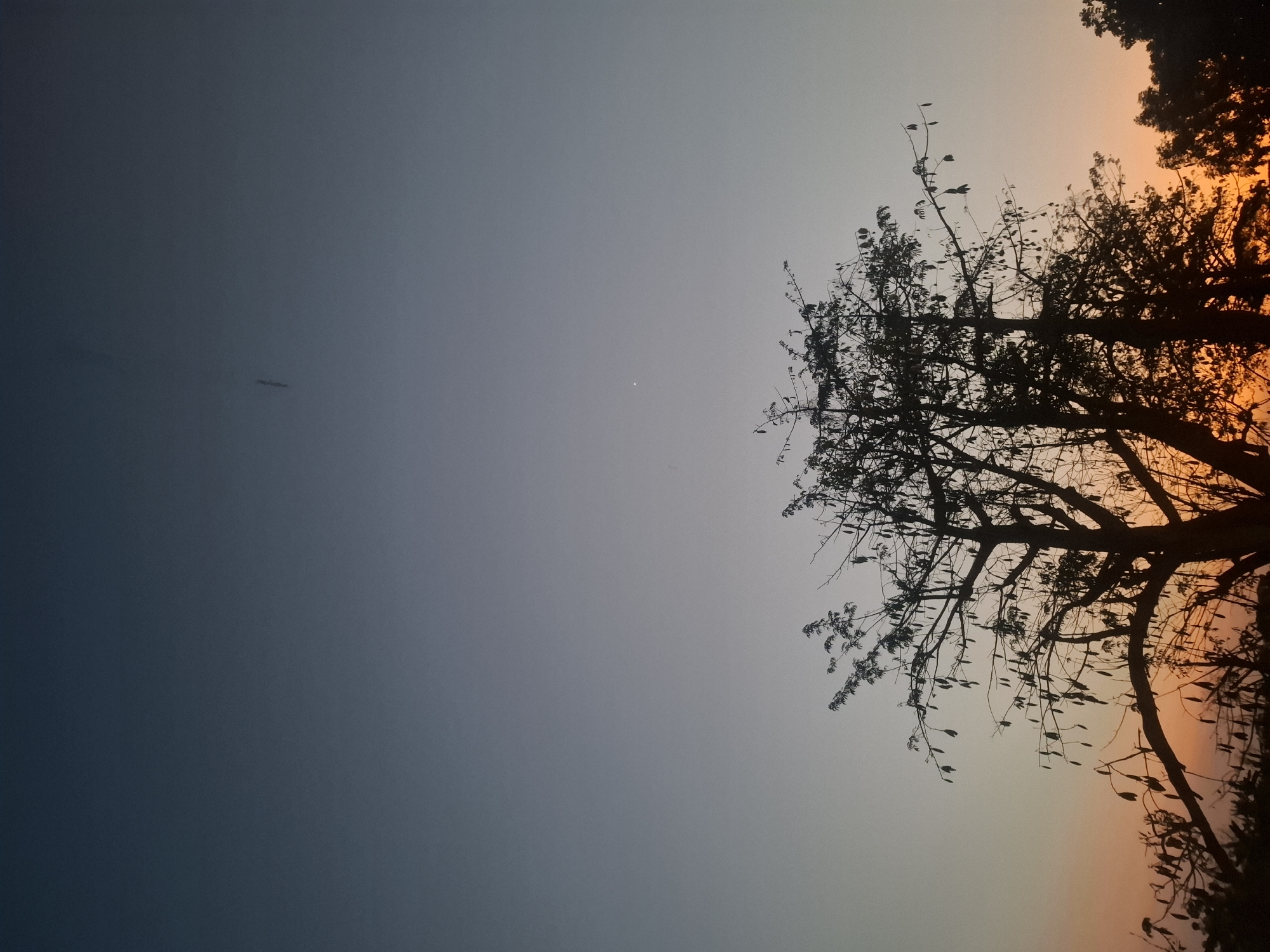 A silhouetted scene captures the sky during twilight in Brangsi, Indonesia. The sky transitions from a deep blue at the top to a warm orange near the horizon, indicating either sunrise or sunset. The foreground is dominated by the dark silhouettes of several trees, their branches bare or sparsely leafed, with some appearing to bear pods. In the upper portion of the sky, a tiny, bright point of light, likely a star or planet, is visible. The overall impression is one of quietude and natural beauty during a transitional time of day.