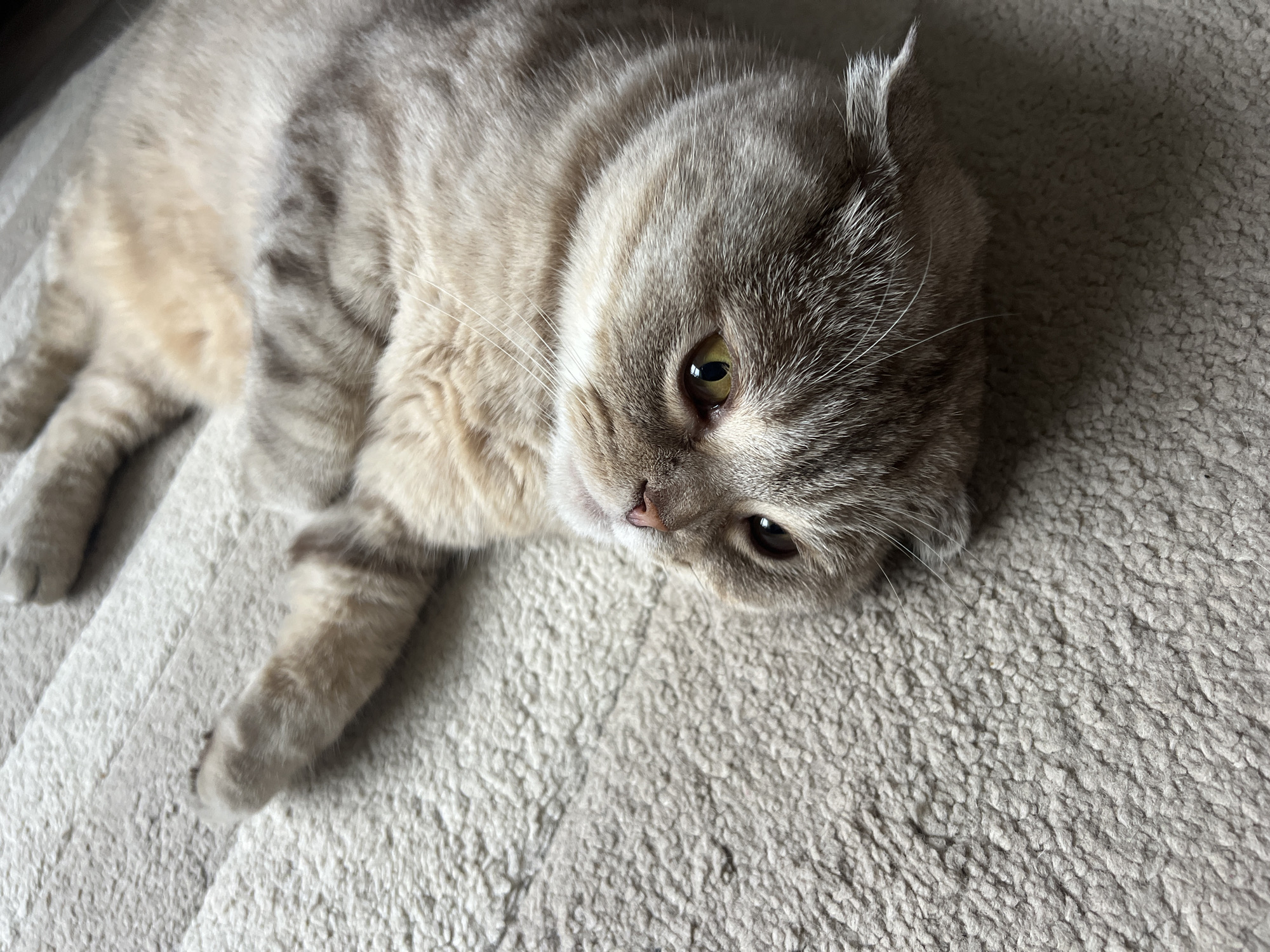 A light-colored cat with prominent tabby stripes is seen in a close-up, horizontal shot, lying relaxed on a textured, light beige or off-white soft surface, likely a blanket or bed. The cat's fur displays a blend of muted grey and cream tones, with darker grey stripes visible on its body and head. Its head is slightly tilted, and its large, round eyes, a striking yellow-green, gaze calmly towards the viewer. One of its ears appears folded or pressed back, hinting at breeds like a Scottish Fold. The cat's body is stretched out on its side, with its front paws visible towards the left of the frame. The overall impression conveyed is one of a relaxed and content animal. The scene takes place indoors. This image is contextualized to Chaikovsky, Russia. No visible text is present in the media file.