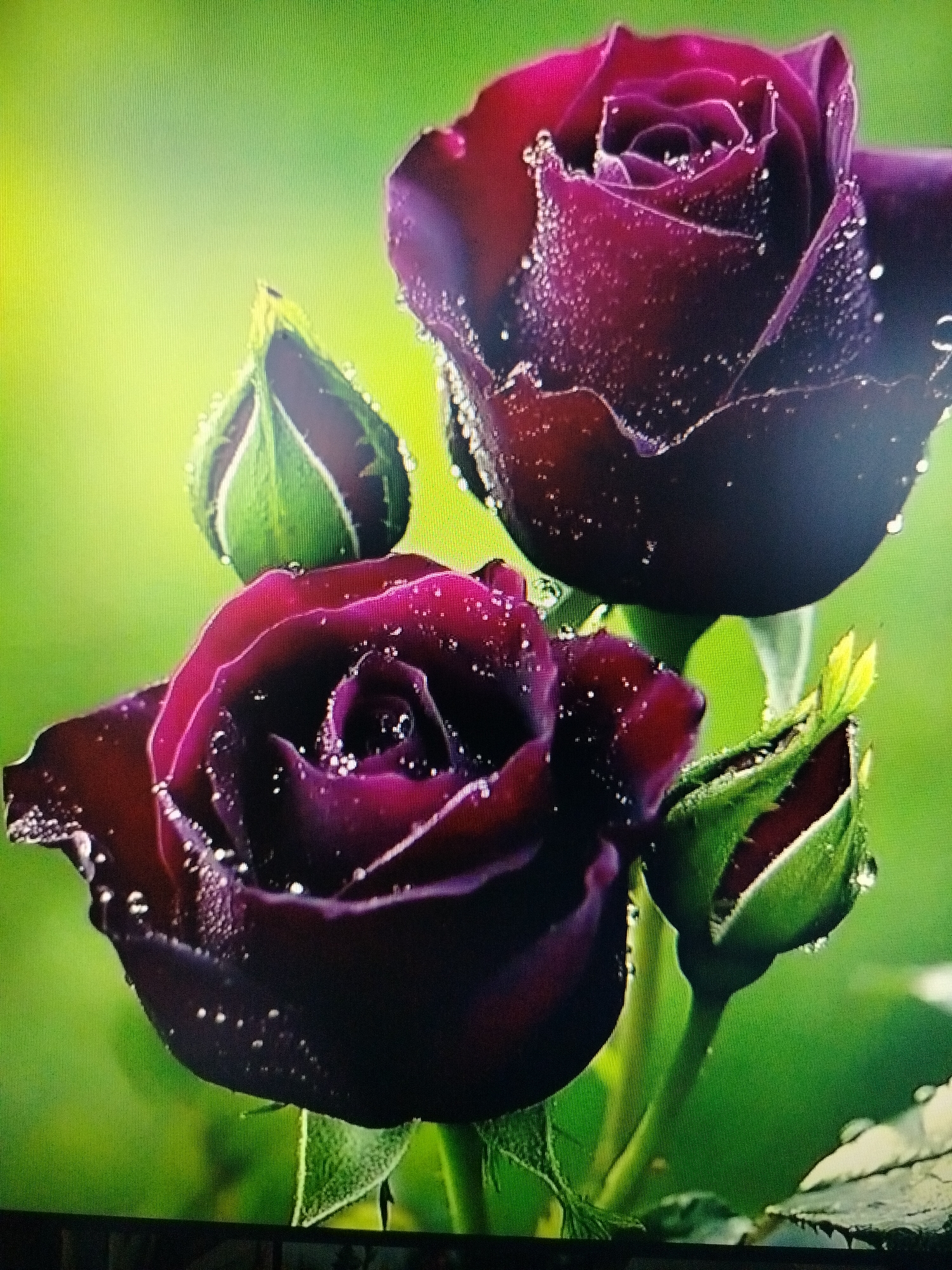The image displays a close-up view of three dark purple roses with dew drops on their petals, set against a blurred green background. There are two fully bloomed roses and one rosebud visible. The lighting suggests an outdoor setting, possibly a garden. The image does not contain any information or visual cues that would allow for the identification of a specific location, such as Yashkino, Russia.