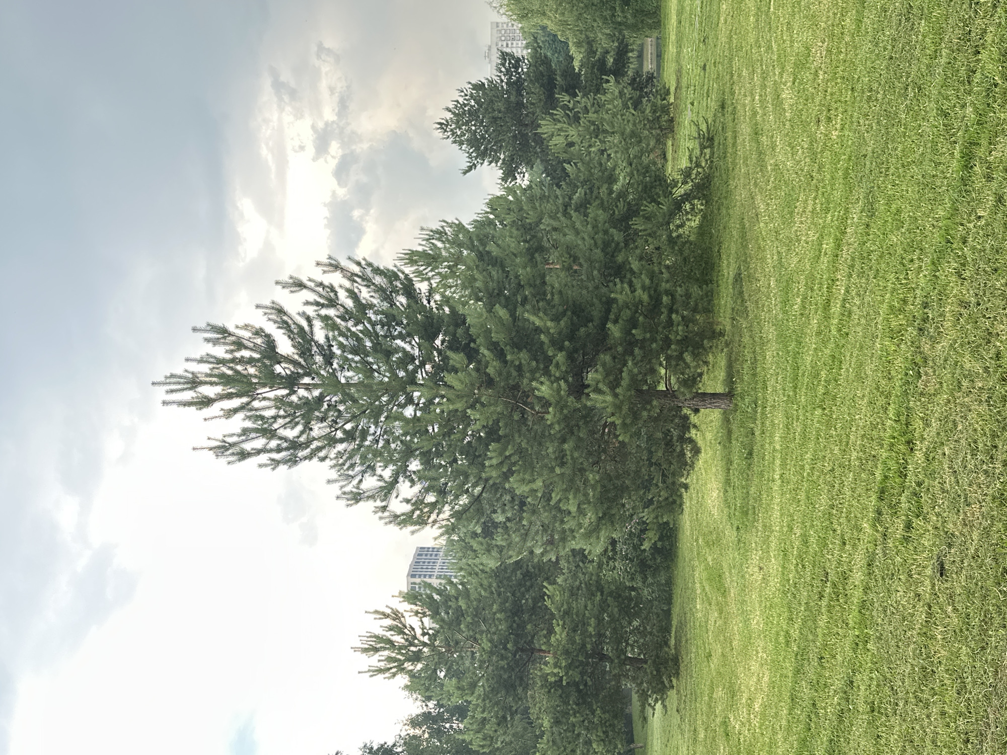 A tall evergreen tree stands in the foreground of a grassy park with other evergreen trees and buildings in the background. The sky is overcast with clouds. The image appears to be taken in the city of Khimki, Russia.