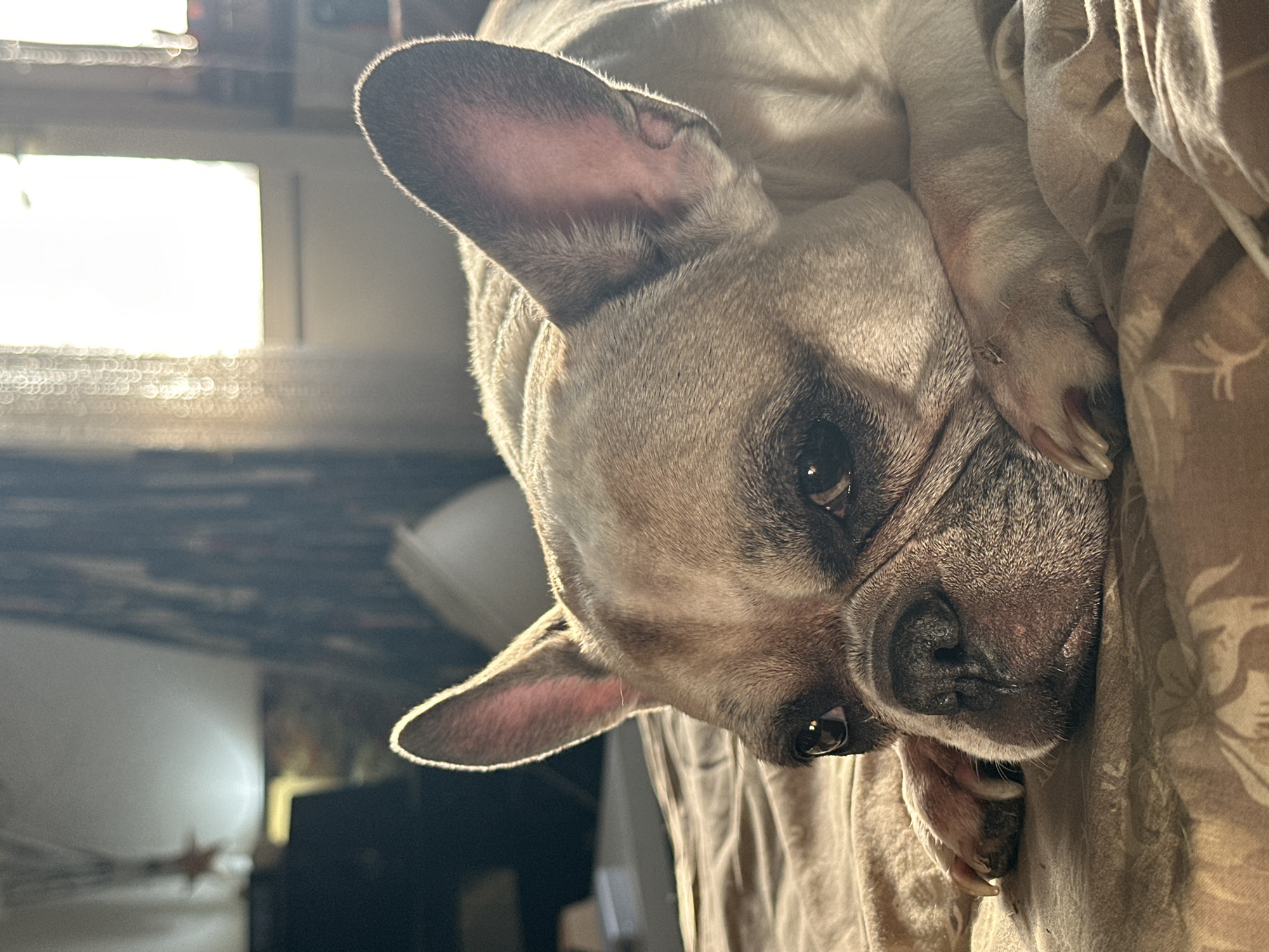 A fawn and white French Bulldog lies on its stomach on a brown patterned comforter. The dog's head is resting on its paws, and its eyes are looking directly at the camera. The French Bulldog has large, bat-like ears. The background of the image is blurred, but it appears to be an indoor setting with natural light coming from a window. The lighting suggests it is either early morning or late afternoon. There are no people or other animals visible in the image. The overall impression is one of calm and comfort. The specific location in Moscow, Russia cannot be determined from the image alone.