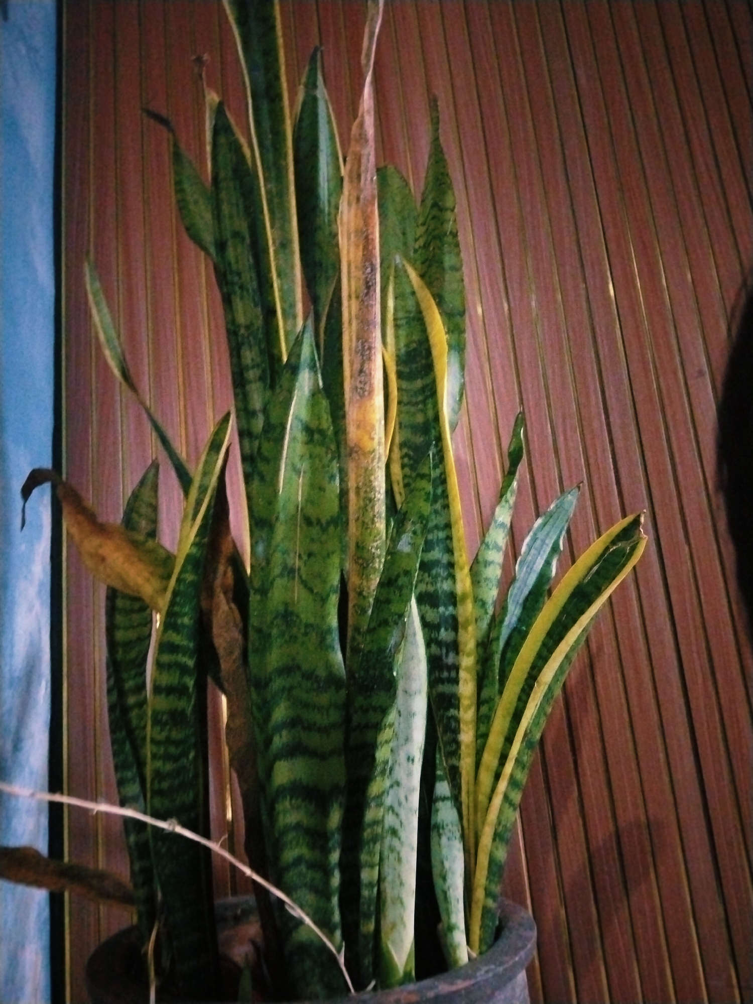 An indoor potted snake plant, with variegated green and yellow leaves, stands against a background of vertical wooden planks. Some of the plant's leaves appear dried and brown. A thin, dry twig stretches across the lower part of the image. The scene is lit, suggesting an artificial light source.