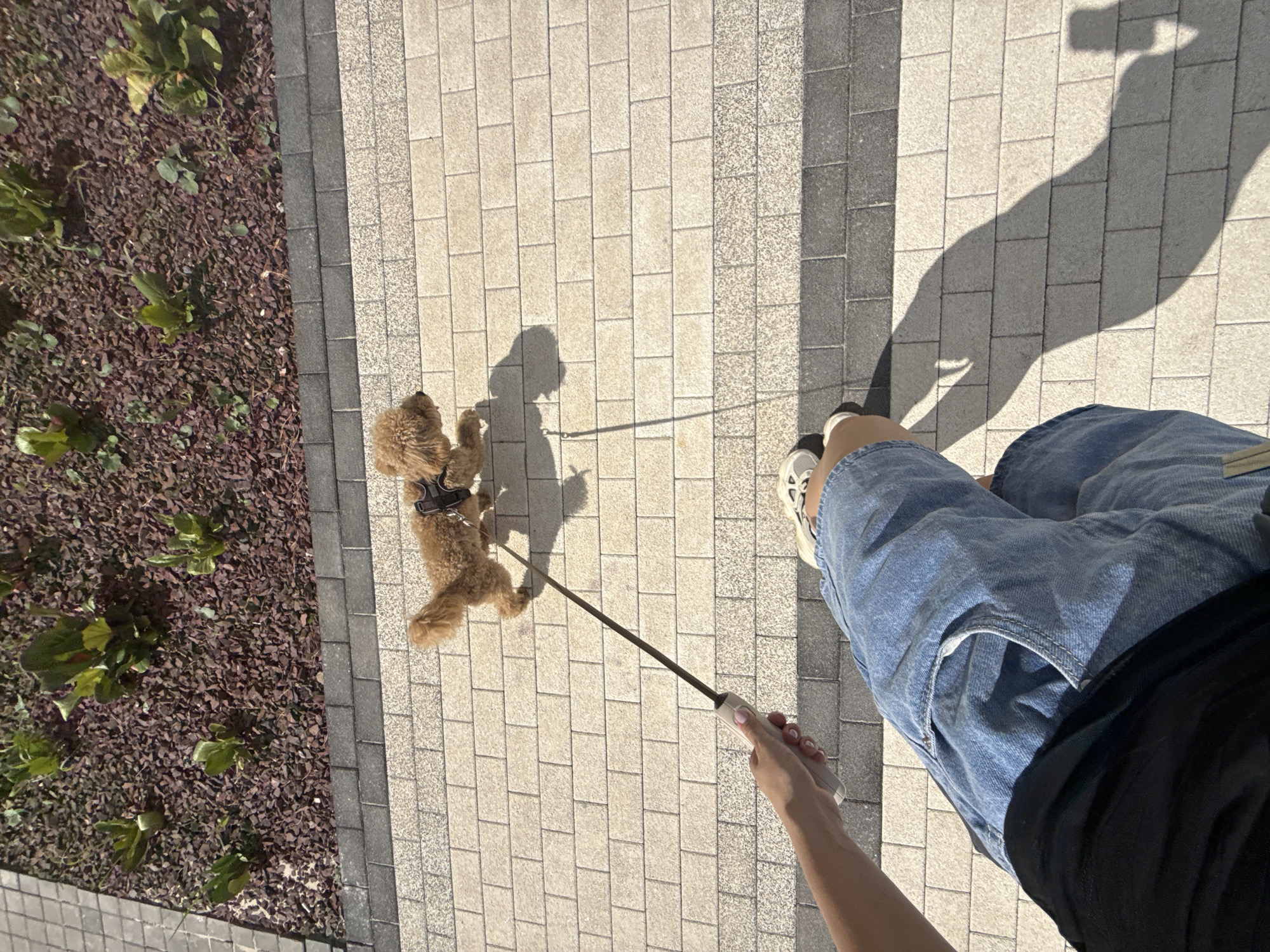 The image shows a first-person perspective of a person walking a small, tan poodle. The poodle is on a leash and is trotting on a paved walkway made of light-colored rectangular bricks. The walkway is bordered by a darker gray brick section on one side and a garden bed filled with mulch and green plants on the other. The person is wearing denim shorts and a black shirt. Their hand is visible holding the leash handle. Sunlight casts a shadow of the person and the dog on the walkway. The background is blurred, but appears to be an outdoor urban environment. There is no identifiable information within the image to determine its location in Izhevsk, Russia.