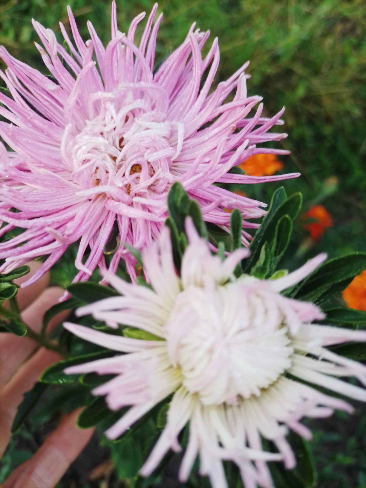 A close-up, slightly overhead shot captures two asters in bloom, with a hint of orange flowers in the background. The foreground aster is a vibrant pink with thin, feathery petals and a white, fluffy center. The second aster, partially obscured by the first, is a lighter pink and white. The flowers are dewy, suggesting recent rain or watering. Green foliage surrounds the blooms, and a hand is visible in the lower left corner, supporting the flowers. The scene is set outdoors, likely in a garden or park, given the presence of multiple flowers and greenery. The specific location in Luka, Ukraine is not discernible from the image alone.