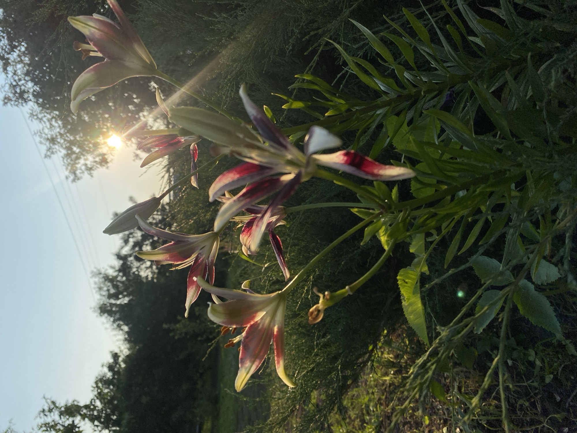 The image captures a close-up view of several lilies in bloom, set against a backdrop of lush greenery and the setting sun. The flowers, with their distinctive striped petals of red and white, are the primary subjects. They are positioned in the foreground and midground, with some fully open and others still in bud. The sunlight streams through the leaves and flowers, creating lens flare and highlighting the delicate textures of the petals and stems. Behind the lilies, a dense evergreen shrub provides a dark, textured contrast, while further in the background, trees form a softer, out-of-focus silhouette against the sky. The sky itself is a pale blue, transitioning to a warmer hue near the horizon where the sun is low. The scene appears to be a garden setting, likely in a natural or semi-natural outdoor environment, possibly on the outskirts of a residential area. There is no indication of the city of Маринопіль, Ukraine.