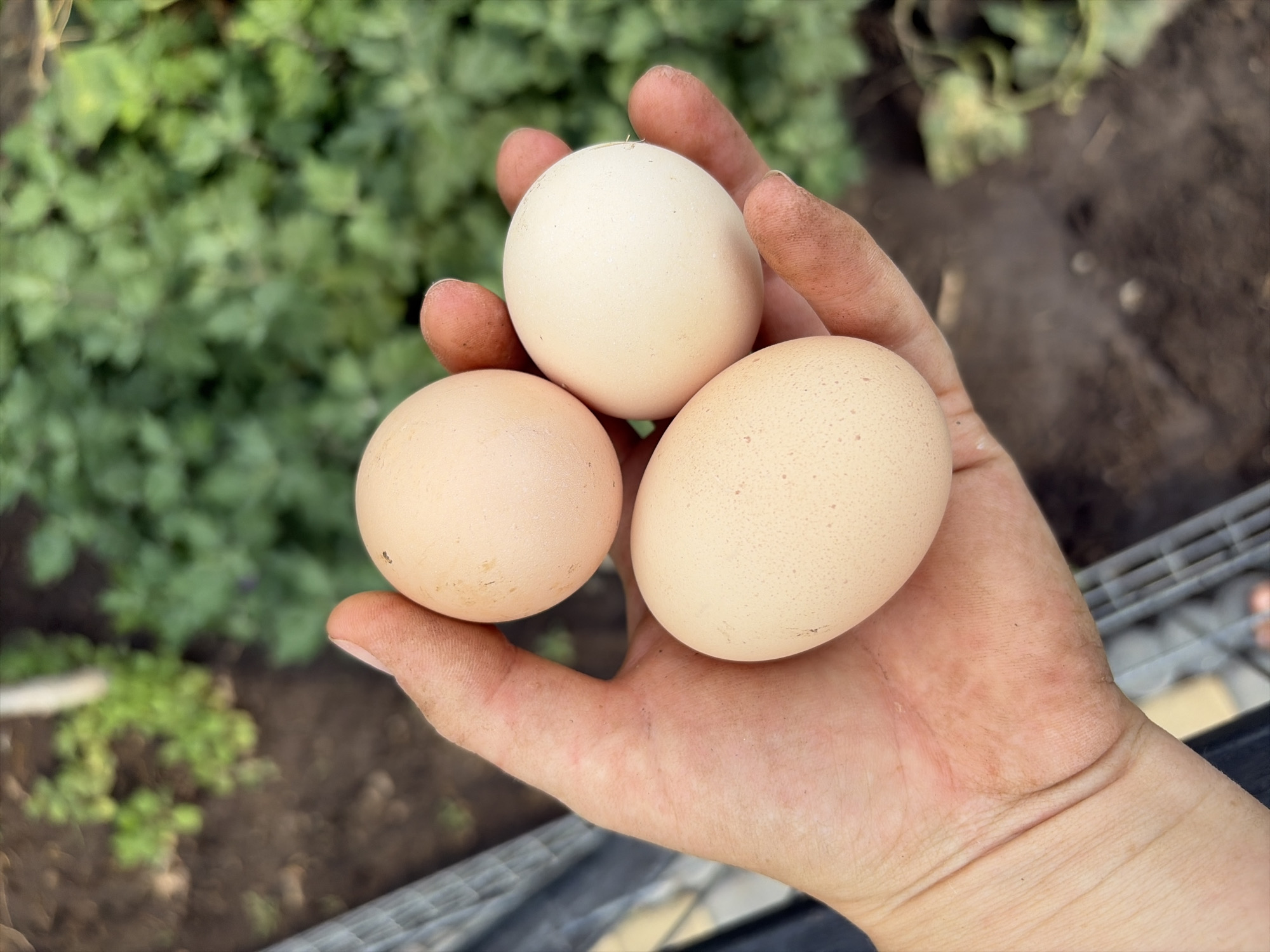 In Oxentea, Moldova, a person's dirty hand holds three chicken eggs against a blurred background of greenery. The eggs are light brown and cream-colored, with one slightly lighter than the others. The hand is resting on the palm, with fingers curled to support the eggs. The background is out of focus, showing rows of plants and soil, suggesting an outdoor setting, possibly a garden or farm.