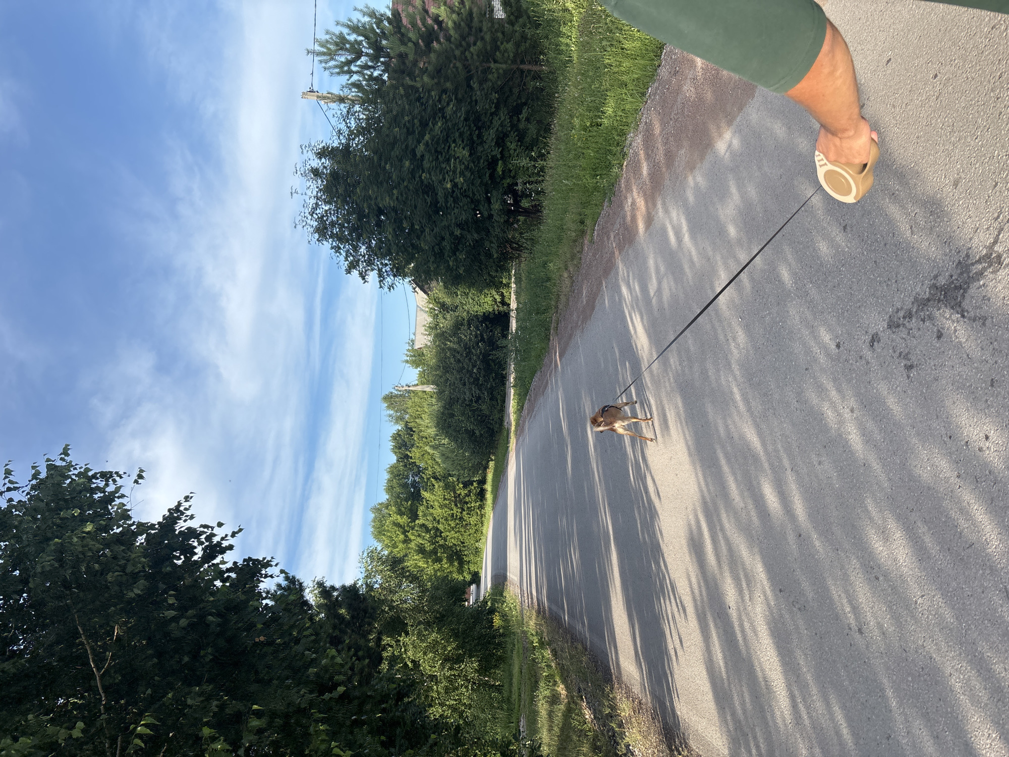 This is an eye-level, medium shot of a person walking a dog on a leash down a paved road in Vishnevka, Russia. The dog, a small, tan breed, is in the foreground on the right side of the road, facing away from the camera. The person's arm and hand, holding the retractable leash, are visible in the bottom right corner of the frame. The road is lined with lush green trees and grass. The sky is a clear blue with scattered white clouds. The sun is casting long shadows from the trees across the road. In the background, houses and more trees are visible.